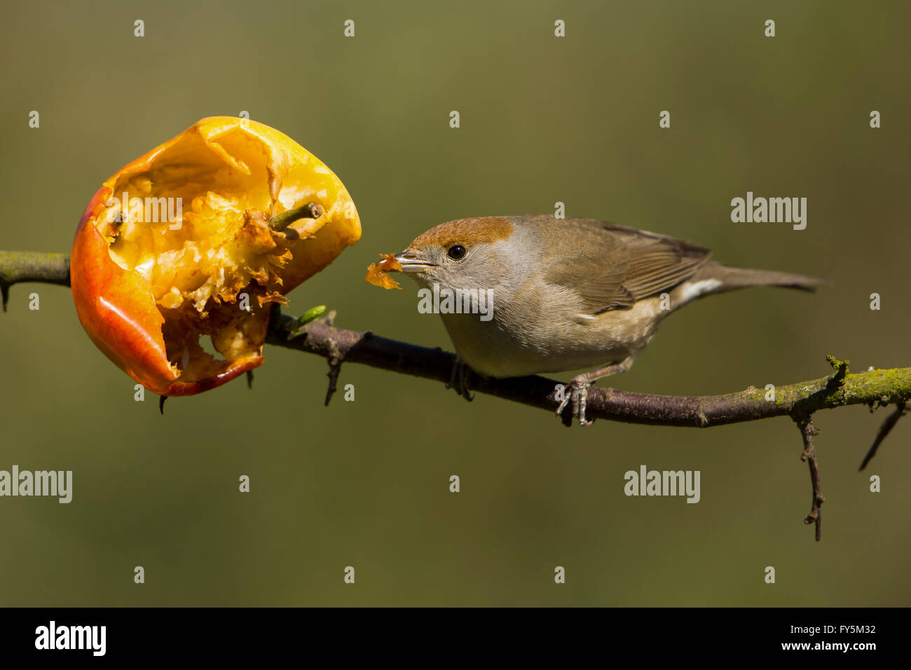 Une femelle Blackcap (Sylvia atricapilla) rss de gauche apple dans jardin, isolés contre l'arrière-plan Banque D'Images