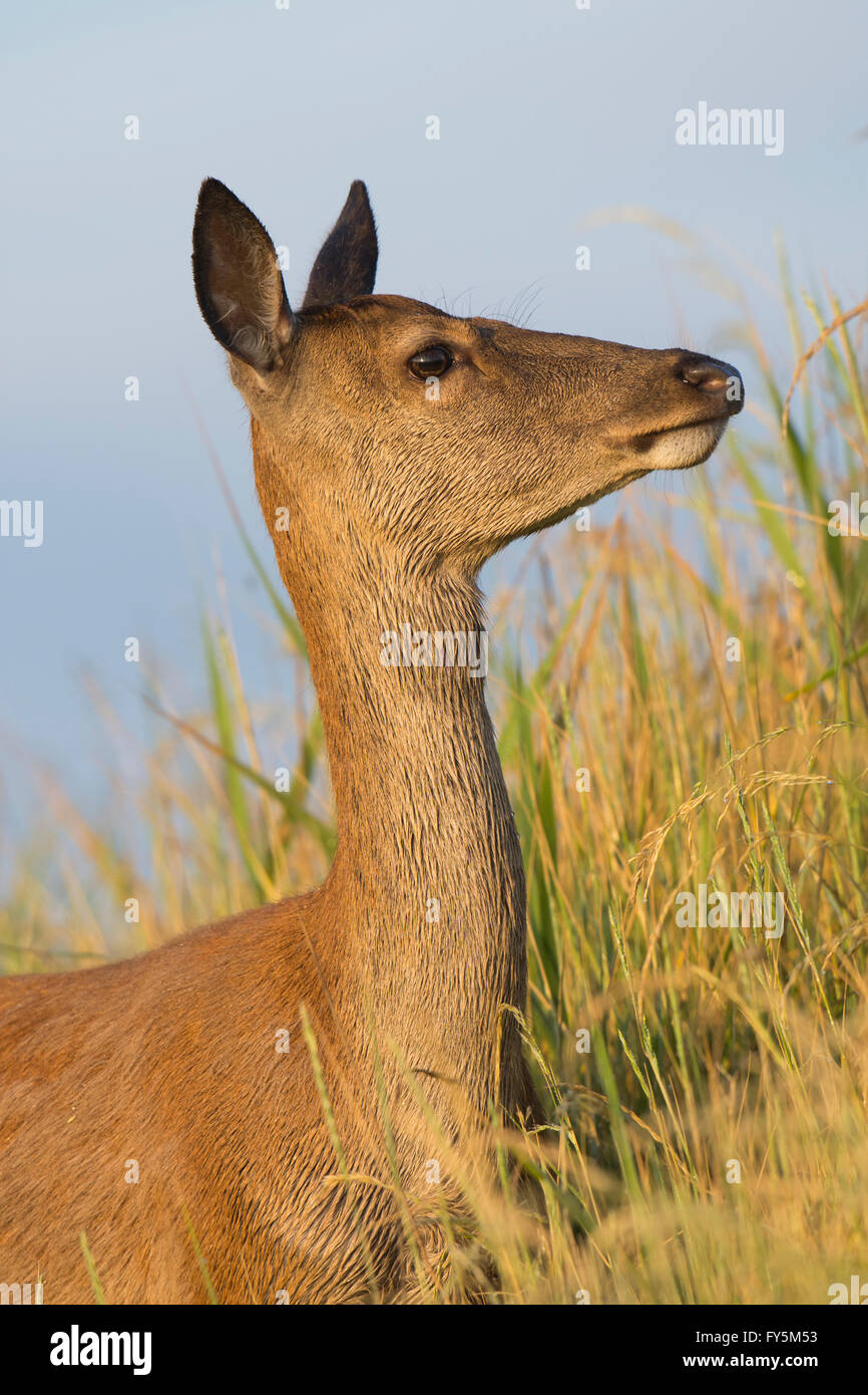 Close up of a Red Deer dans l'herbe haute, Minsmere, Suffolk, uk Banque D'Images
