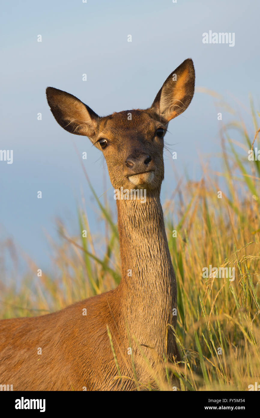 Close up of a Red Deer dans l'herbe haute, Minsmere, Suffolk, uk Banque D'Images