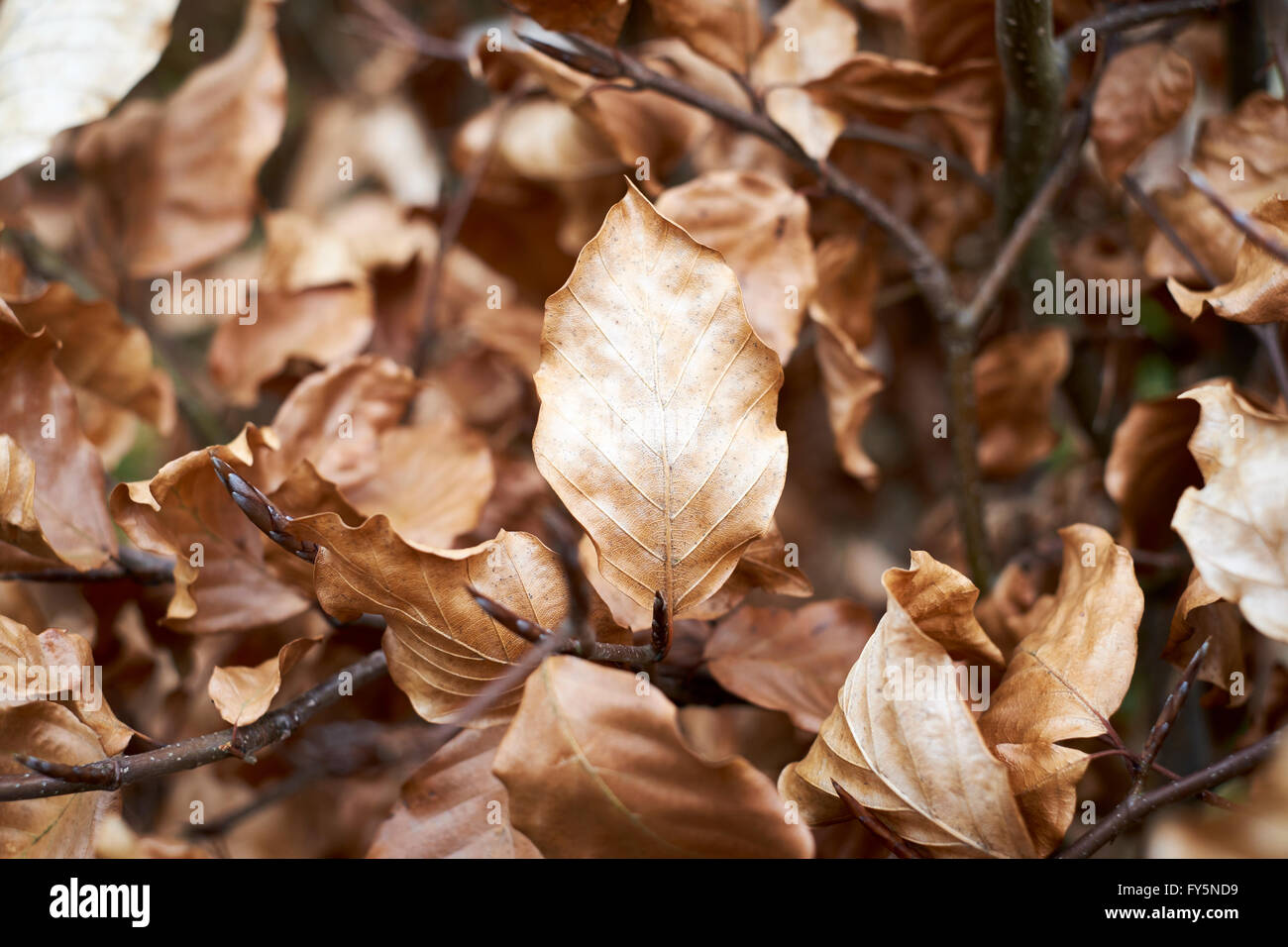 Vieux golden à sec les feuilles d'un hêtre (Fagus sylvatica) avec de nouveaux bourgeons des feuilles sur l'élaboration de nouvelles plantes ligneuses. Banque D'Images