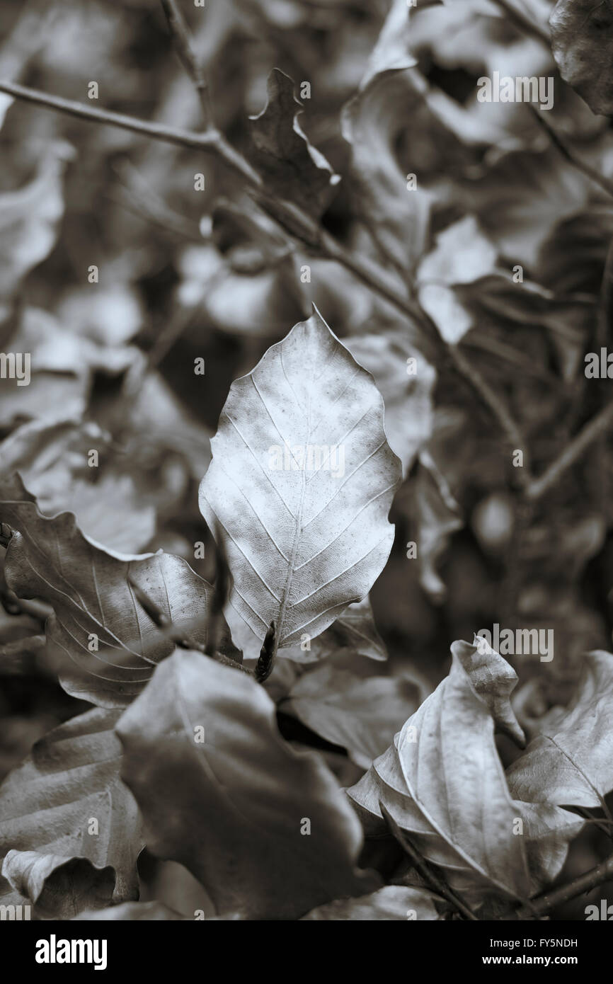 Vieilles feuilles sèches d'un arbre de hêtre (Fagus sylvatica) avec de nouveaux bourgeons des feuilles sur l'élaboration de nouvelles plantes ligneuses. Banque D'Images