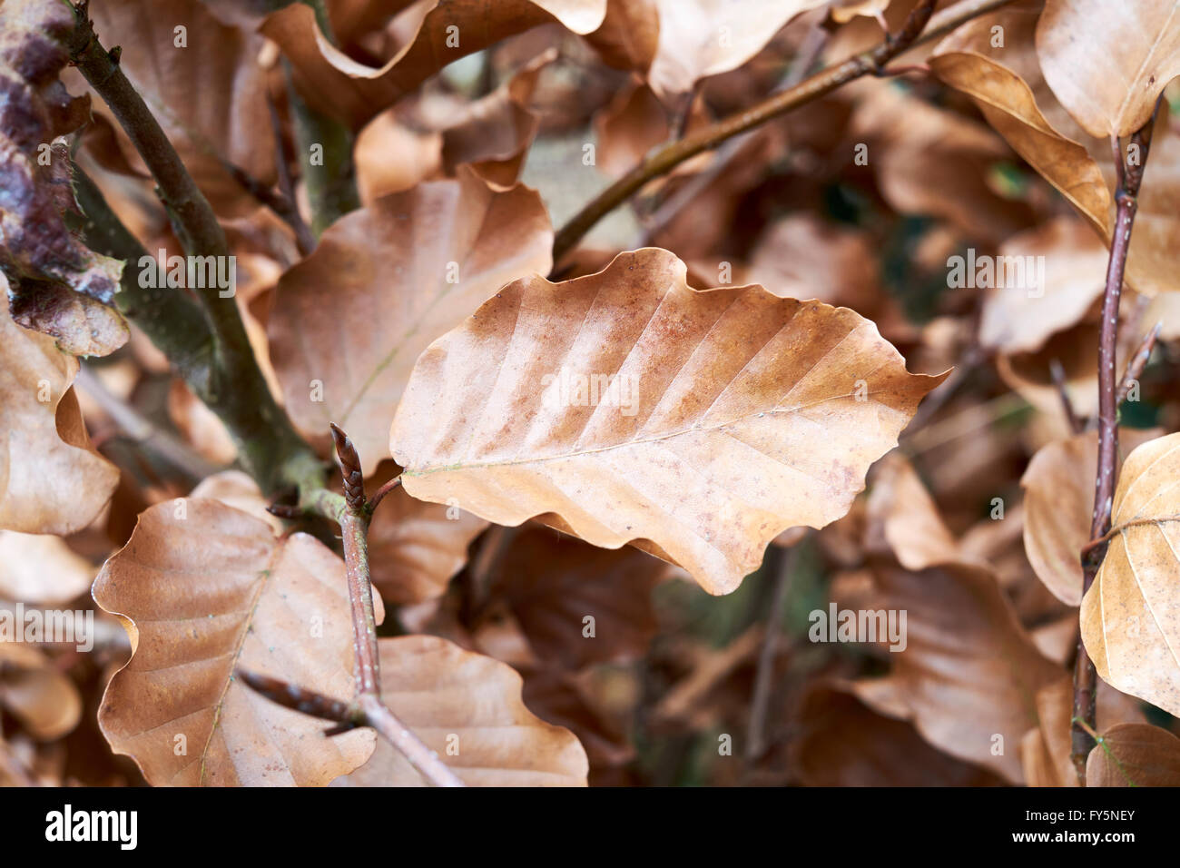 Vieux golden à sec les feuilles d'un hêtre (Fagus sylvatica) avec de nouveaux bourgeons des feuilles sur l'élaboration de nouvelles plantes ligneuses. Banque D'Images