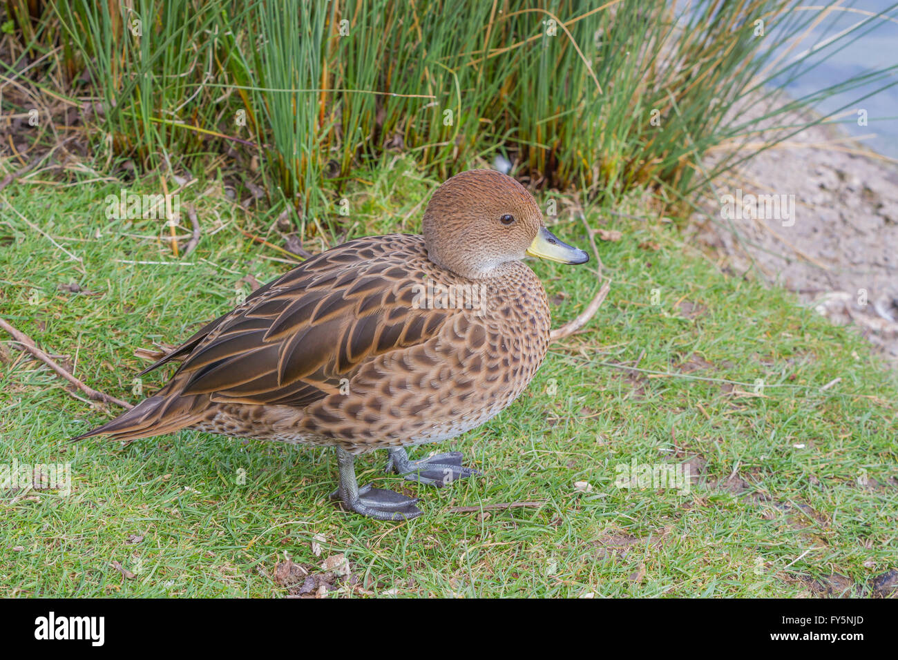 Canard bec jaune d'Afrique du Sud à Slimbridge Banque D'Images