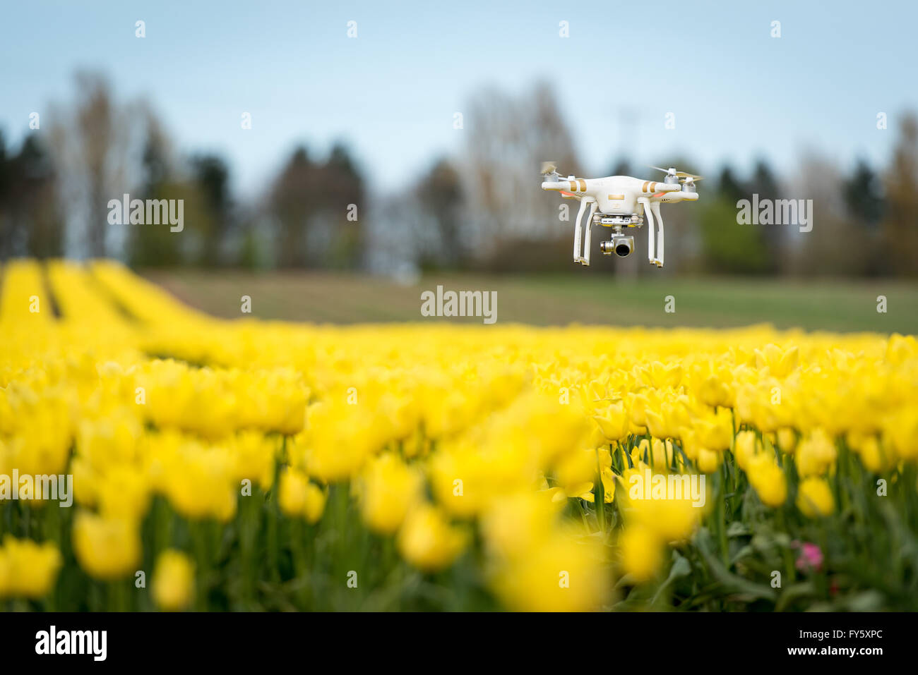 Le treuil, Norfolk, Angleterre. 21 avril, 2016. Météo France : Mark Eves de Belmont forestières utilise un DJI Phantom pour capturer des images de ses récoltes. Le drone aérien avec l'aide à la récolte record de tailles et variétés, et peut également être utile dans les litiges fonciers. Crédit : Chris Biele/Alamy Live News Banque D'Images