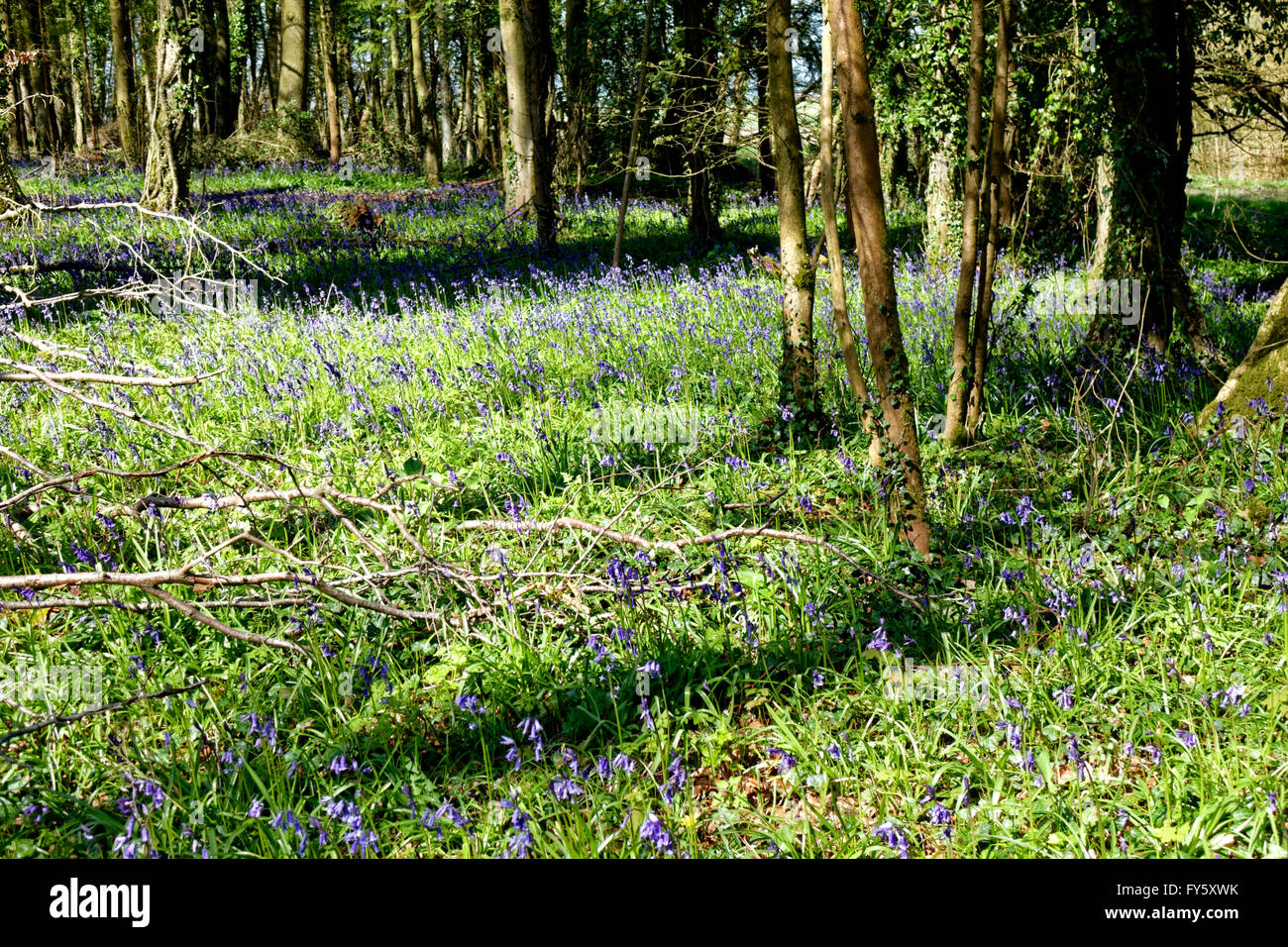 Bois de Tottenham, la plaine de Salisbury, Wiltshire, Royaume-Uni. 20 avril, 2016.jacinthes en fleurs. Banque D'Images
