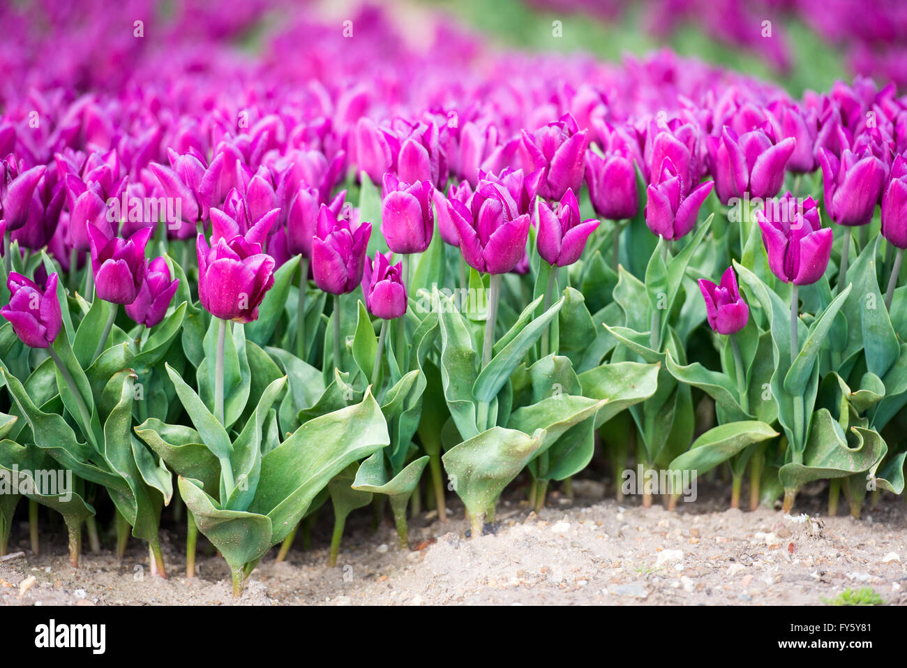 Le treuil, Norfolk, Angleterre. 21 avril, 2016. Météo France : Les champs de tulipes fleurissent à Belmont forestières près de King's Lynn. Les capitules sont supprimées après avoir atteint la maturité, et les ampoules seront éventuellement prises hors de la terre et vendu à la France sur les chaînes de supermarchés. Crédit : Chris Biele/Alamy Live News Banque D'Images
