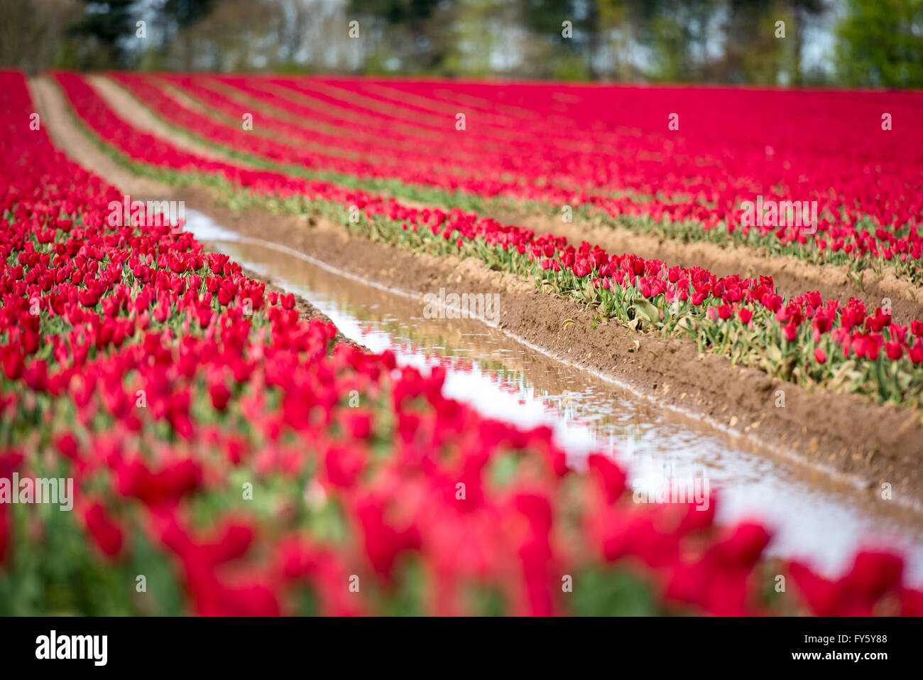 Le treuil, Norfolk, Angleterre. 21 avril, 2016. Météo France : Les champs de tulipes fleurissent à Belmont forestières près de King's Lynn. Les capitules sont supprimées après avoir atteint la maturité, et les ampoules seront éventuellement prises hors de la terre et vendu à la France sur les chaînes de supermarchés. Crédit : Chris Biele/Alamy Live News Banque D'Images