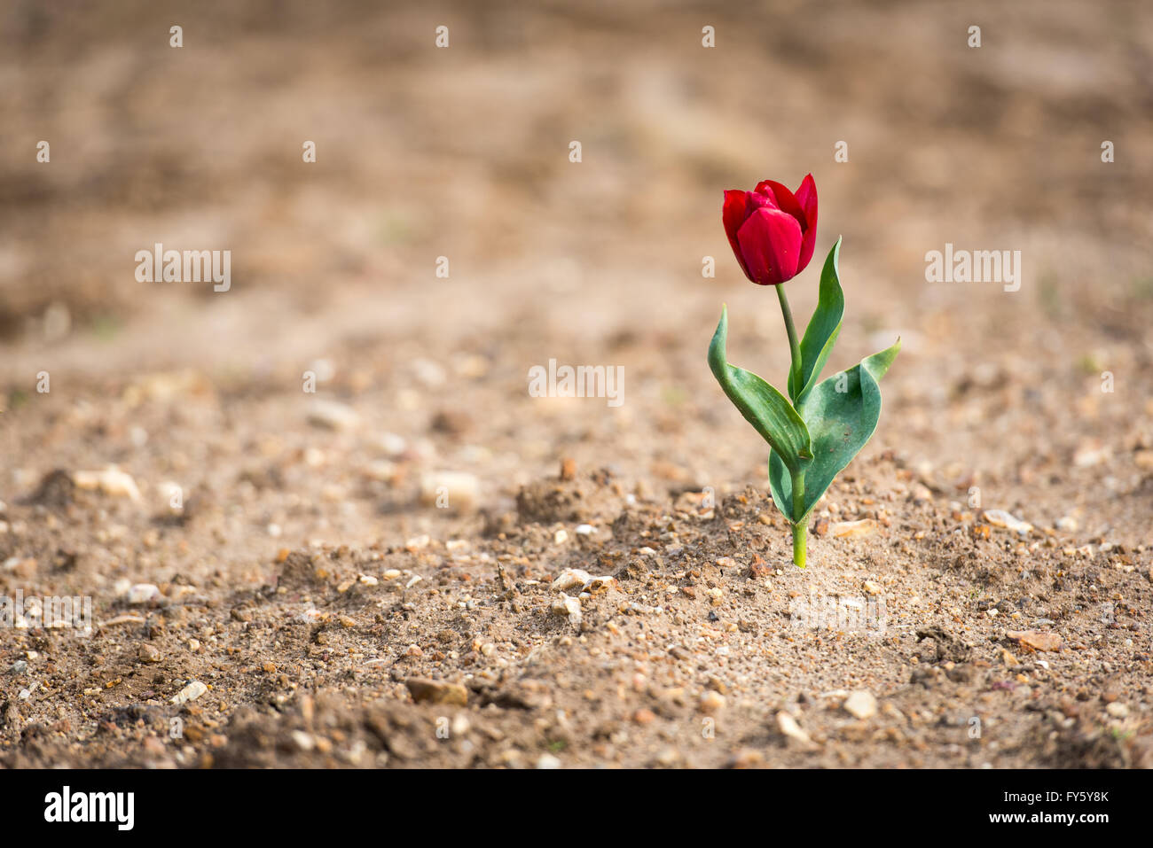 Le treuil, Norfolk, Angleterre. 21 avril, 2016. Météo France : A lone tulip en fleurs à Belmont forestières près de King's Lynn. Les capitules sont supprimées après avoir atteint la maturité, et les ampoules seront éventuellement prises hors de la terre et vendu à la France sur les chaînes de supermarchés. © Chris Biele Banque D'Images