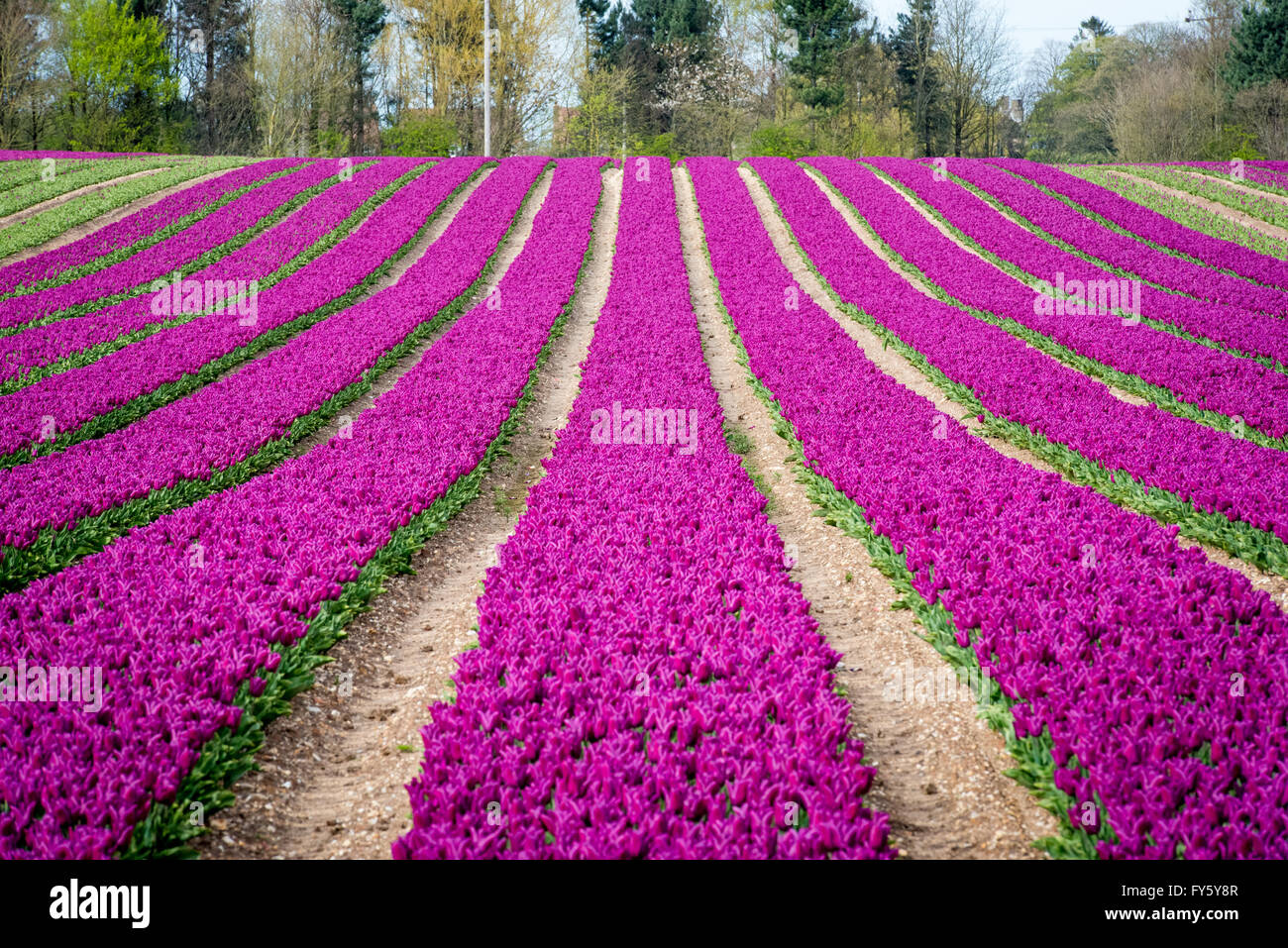 Le treuil, Norfolk, Angleterre. 21 avril, 2016. Météo France : Les champs de tulipes fleurissent à Belmont forestières près de King's Lynn. Les capitules sont supprimées après avoir atteint la maturité, et les ampoules seront éventuellement prises hors de la terre et vendu à la France sur les chaînes de supermarchés. Crédit : Chris Biele/Alamy Live News Banque D'Images