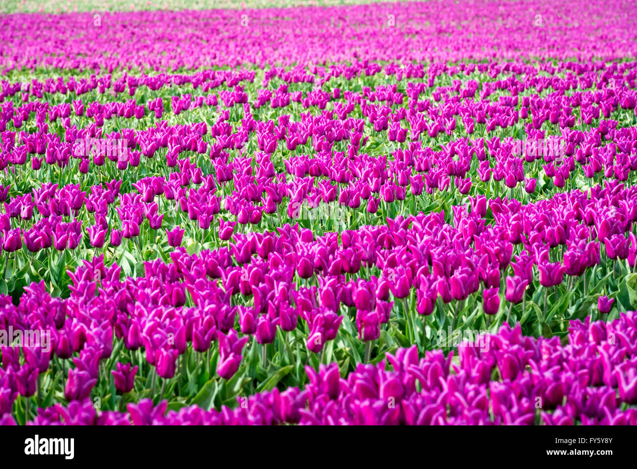 Le treuil, Norfolk, Angleterre. 21 avril, 2016. Météo France : Les champs de tulipes fleurissent à Belmont forestières près de King's Lynn. Les capitules sont supprimées après avoir atteint la maturité, et les ampoules seront éventuellement prises hors de la terre et vendu à la France sur les chaînes de supermarchés. Crédit : Chris Biele/Alamy Live News Banque D'Images