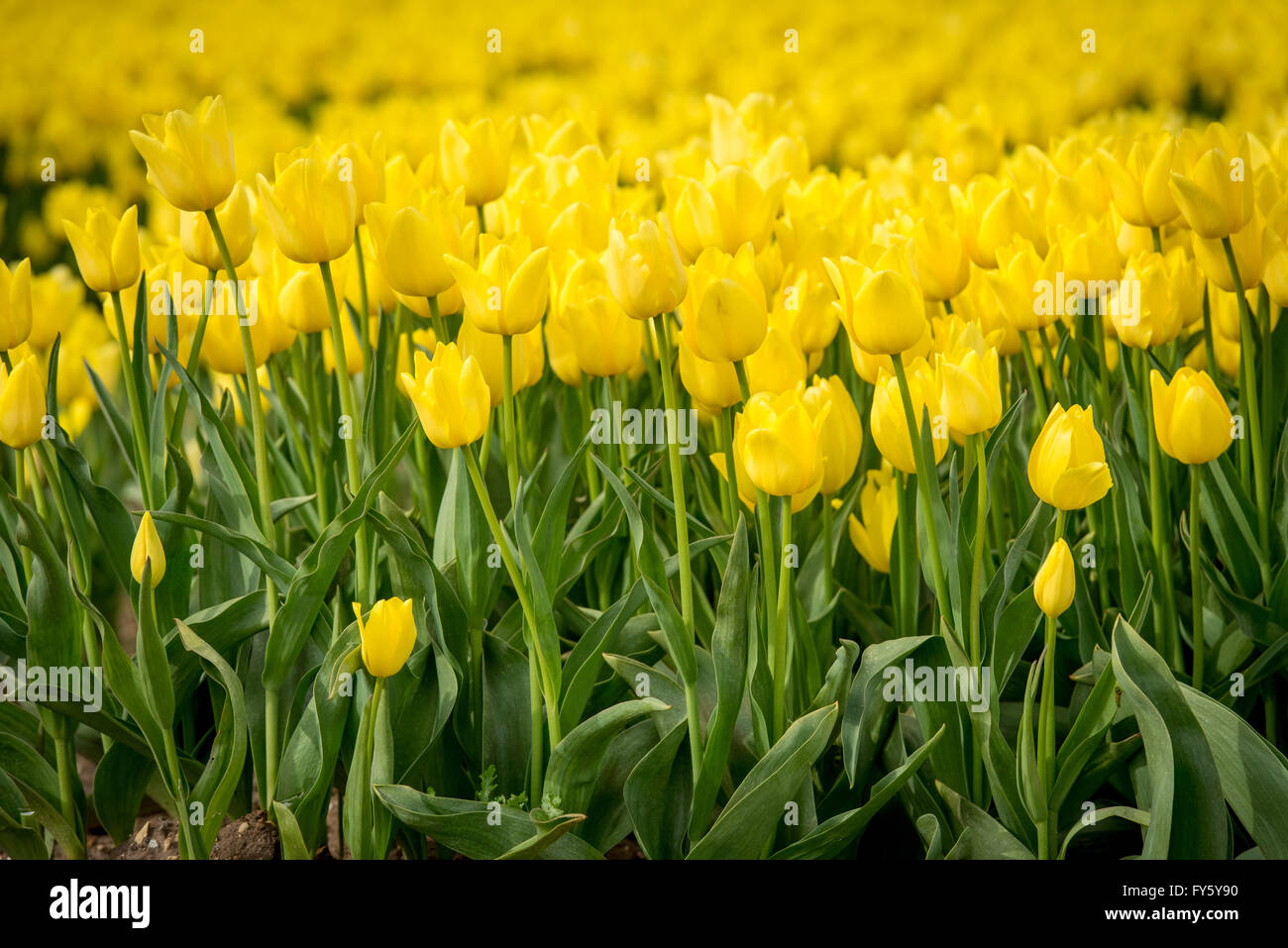 Le treuil, Norfolk, Angleterre. 21 avril, 2016. Météo France : Les champs de tulipes fleurissent à Belmont forestières près de King's Lynn. Les capitules sont supprimées après avoir atteint la maturité, et les ampoules seront éventuellement prises hors de la terre et vendu à la France sur les chaînes de supermarchés. Crédit : Chris Biele/Alamy Live News Banque D'Images