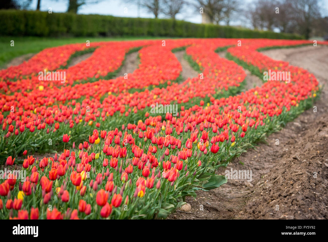 Le treuil, Norfolk, Angleterre. 21 avril, 2016. Météo France : Les champs de tulipes fleurissent à Belmont forestières près de King's Lynn. Les capitules sont supprimées après avoir atteint la maturité, et les ampoules seront éventuellement prises hors de la terre et vendu à la France sur les chaînes de supermarchés. Crédit : Chris Biele/Alamy Live News Banque D'Images