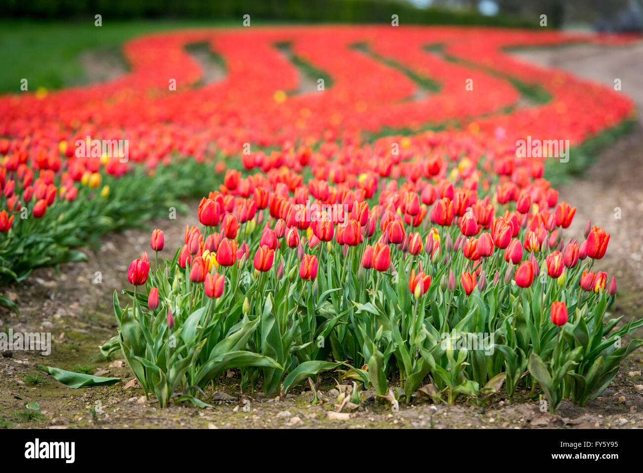 Le treuil, Norfolk, Angleterre. 21 avril, 2016. Météo France : Les champs de tulipes fleurissent à Belmont forestières près de King's Lynn. Les capitules sont supprimées après avoir atteint la maturité, et les ampoules seront éventuellement prises hors de la terre et vendu à la France sur les chaînes de supermarchés. Crédit : Chris Biele/Alamy Live News Banque D'Images