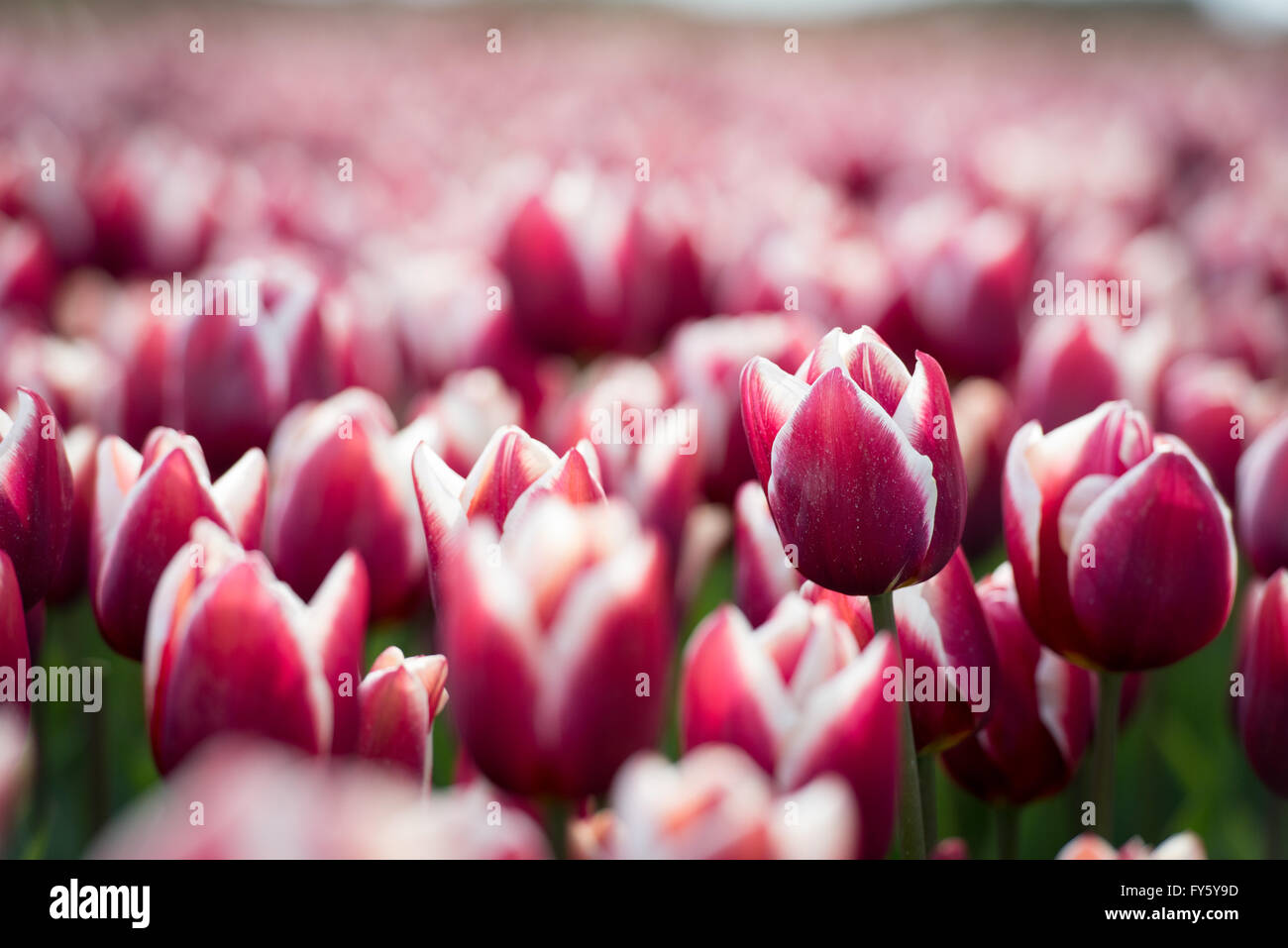 Le treuil, Norfolk, Angleterre. 21 avril, 2016. Météo France : Les champs de tulipes fleurissent à Belmont forestières près de King's Lynn. Les capitules sont supprimées après avoir atteint la maturité, et les ampoules seront éventuellement prises hors de la terre et vendu à la France sur les chaînes de supermarchés. Crédit : Chris Biele/Alamy Live News Banque D'Images