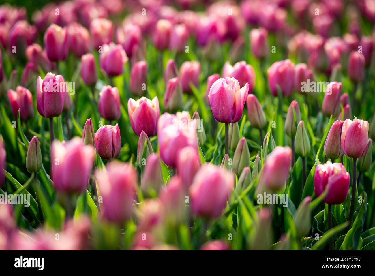 Le treuil, Norfolk, Angleterre. 21 avril, 2016. Météo France : Les champs de tulipes fleurissent à Belmont forestières près de King's Lynn. Les capitules sont supprimées après avoir atteint la maturité, et les ampoules seront éventuellement prises hors de la terre et vendu à la France sur les chaînes de supermarchés. Crédit : Chris Biele/Alamy Live News Banque D'Images