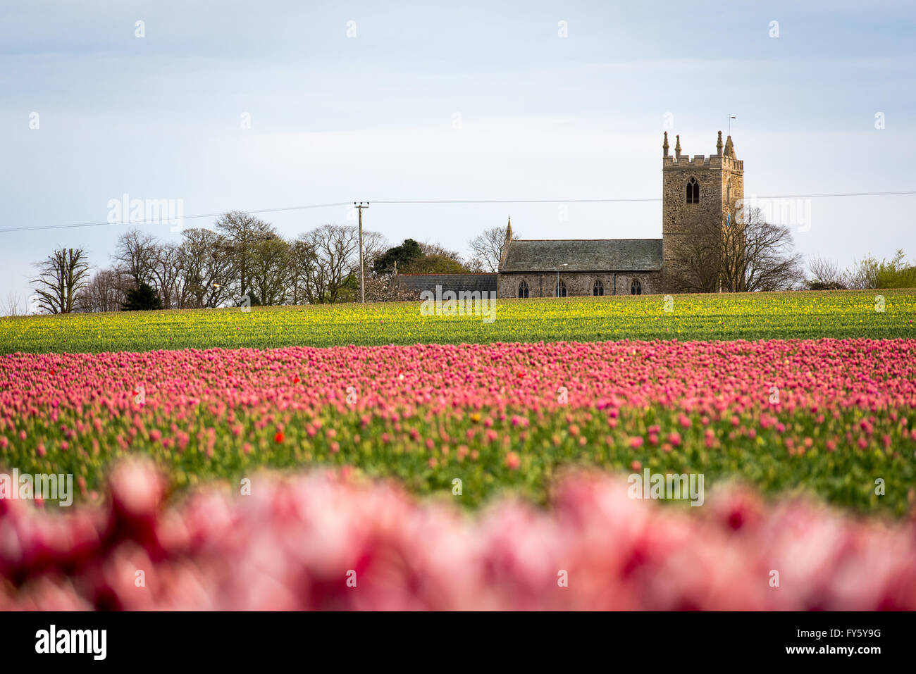 Le treuil, Norfolk, Angleterre. 21 avril, 2016. Météo France : Les champs de tulipes fleurissent à Belmont forestières près de King's Lynn. Les capitules sont supprimées après avoir atteint la maturité, et les ampoules seront éventuellement prises hors de la terre et vendu à la France sur les chaînes de supermarchés. Crédit : Chris Biele/Alamy Live News Banque D'Images