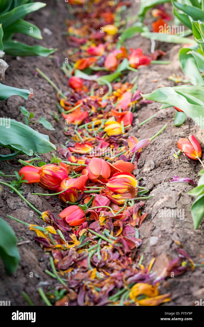 Le treuil, Norfolk, Angleterre. 21 avril, 2016. Météo France : Les travailleurs faire un dernier passage à éliminer les chefs des tulipes après une machine fait un premier passage. La tête de plantes seront laissés dans le sol jusqu'au milieu de l'été quand les bulbes sont retirés pour le traitement et l'emballage. Crédit : Chris Biele/Alamy Live News Banque D'Images