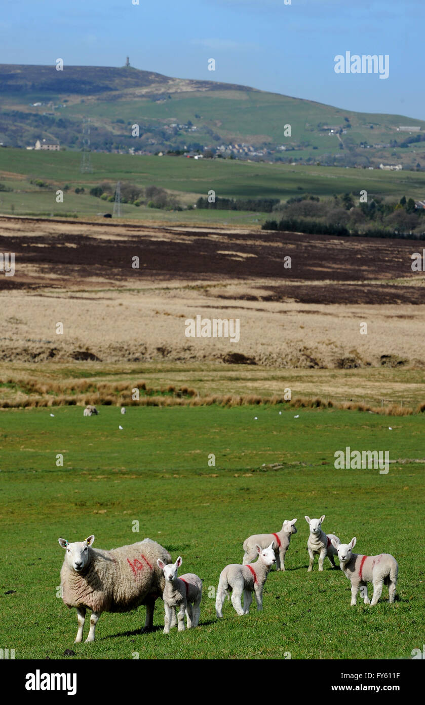 West Pennine Moors, Darwen, Lancashire, Royaume-Uni. 22 avril, 2016. Qui regarde la brebis. Moutons et agneaux nouveau-né posent pour la caméra dans le glorieux soleil du printemps sur l'Ouest Maures valaisannes, Darwen, Lancashire. Photo par Paul Heyes, vendredi 22 avril, 2016. Crédit : Paul Heyes/Alamy Live News Banque D'Images