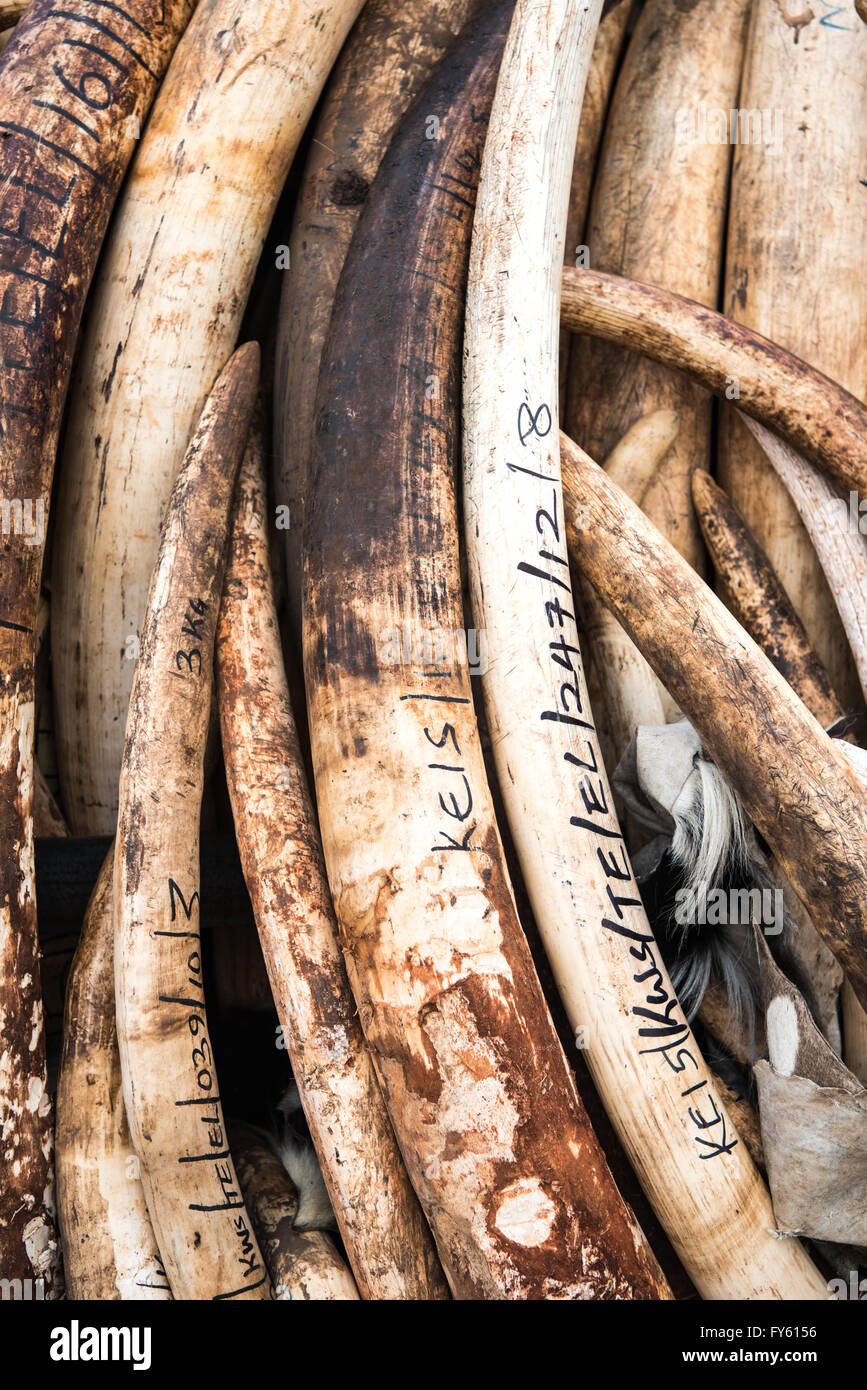 Nairobi, Kenya. 22 avril, 2016. Des piles de défenses d'éléphants empilés en préparation du Kenya's historic brûler de 105 tonnes d'ivoire. Nairobi, Kenya Crédit : Alissa Everett/Alamy Live News Banque D'Images