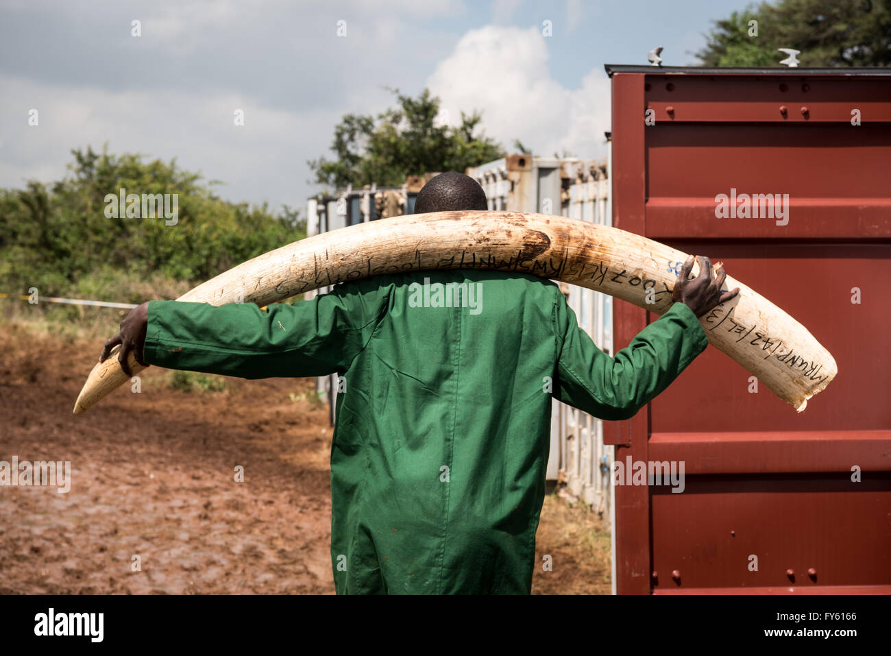 Nairobi, Kenya. 22 avril, 2016. Les travailleurs contre le Kenya Wildlife Service (KWS) transporter des conteneurs d'expédition de défenses d'ivoire plein de transportés à travers le pays, comme ils pile dans pyres dans le Parc National de Nairobi, Kenya. Credit : Alissa Everett/Alamy Live News Banque D'Images