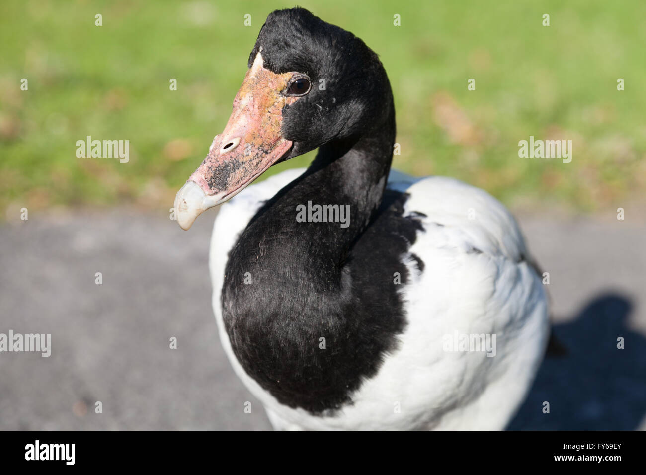 Close up of Goose Magpie, nom latin est Anseranas semipalmata Banque D'Images