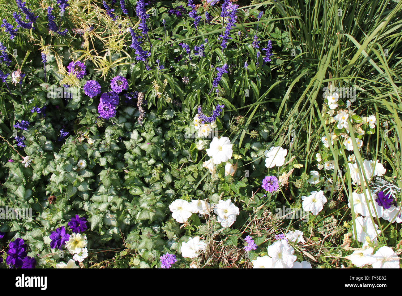 Un parterre de fleurs dans un parc clos de Cholet (France). Banque D'Images