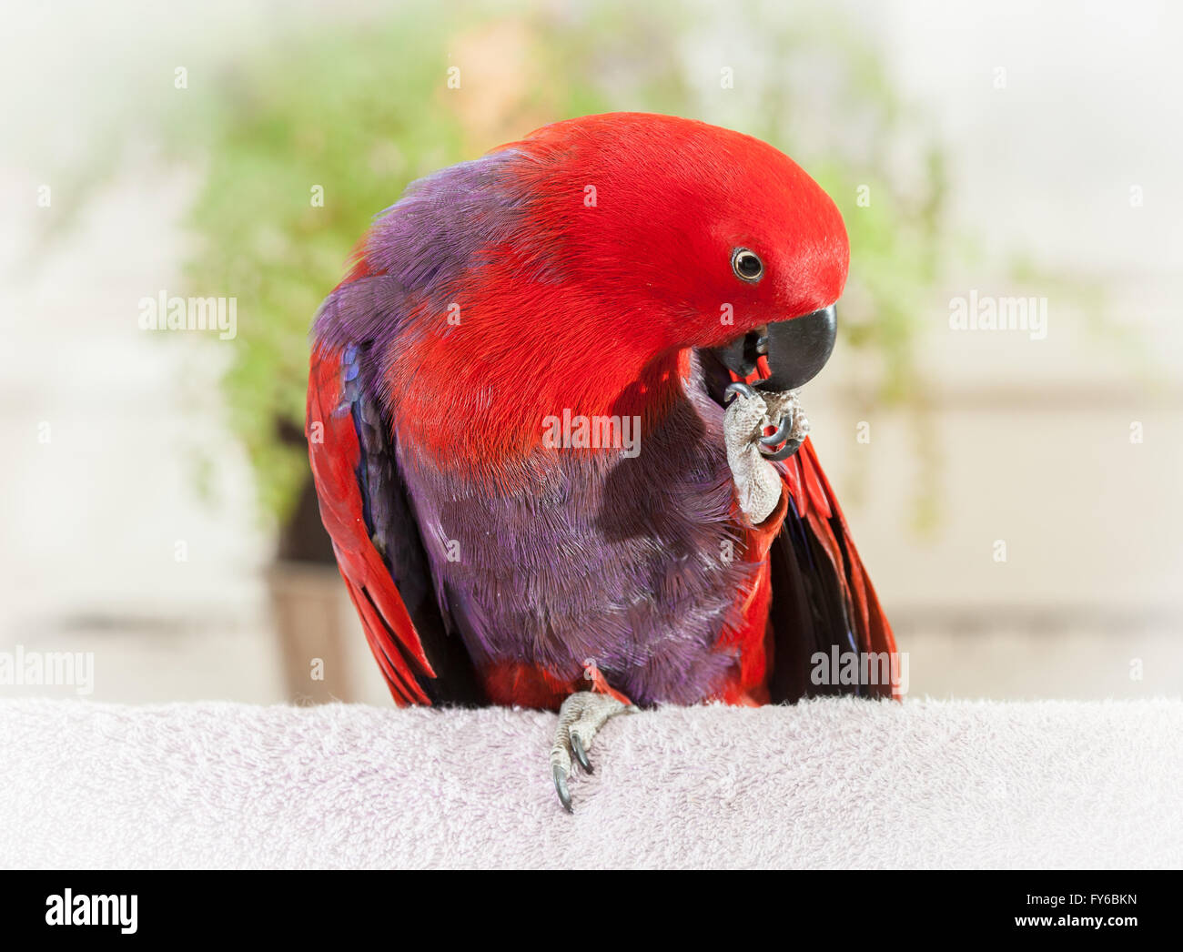 Recto verso rouge femelle Eclectus Parrot. Elle se gratte son bec avec son pied. Le fond est vert pâle. Banque D'Images