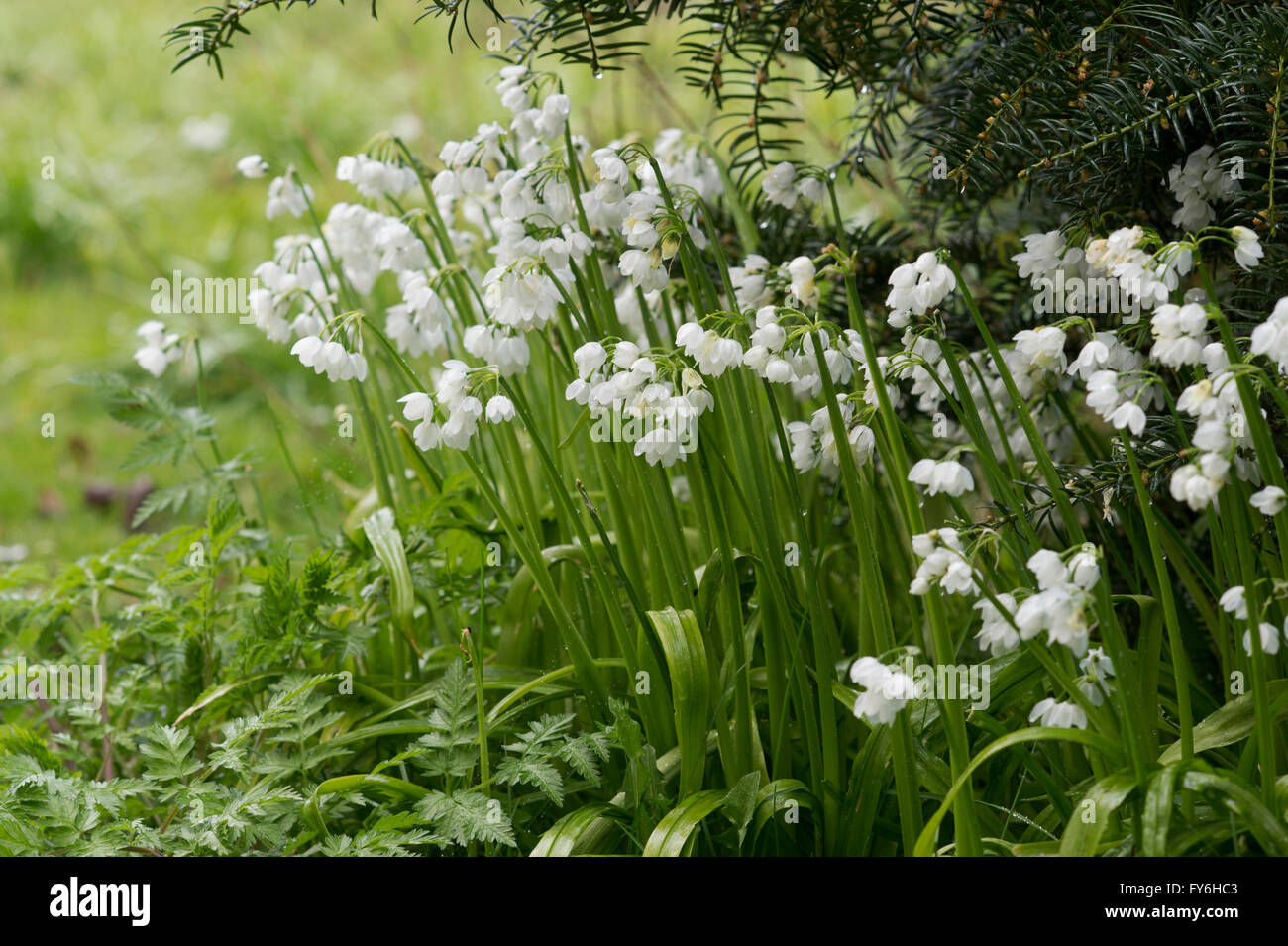 L'allium paradoxum. Peu de fleur, les fleurs d'ail dans un bois. Evenley jardins du bois, Northamptonshire, Angleterre Banque D'Images