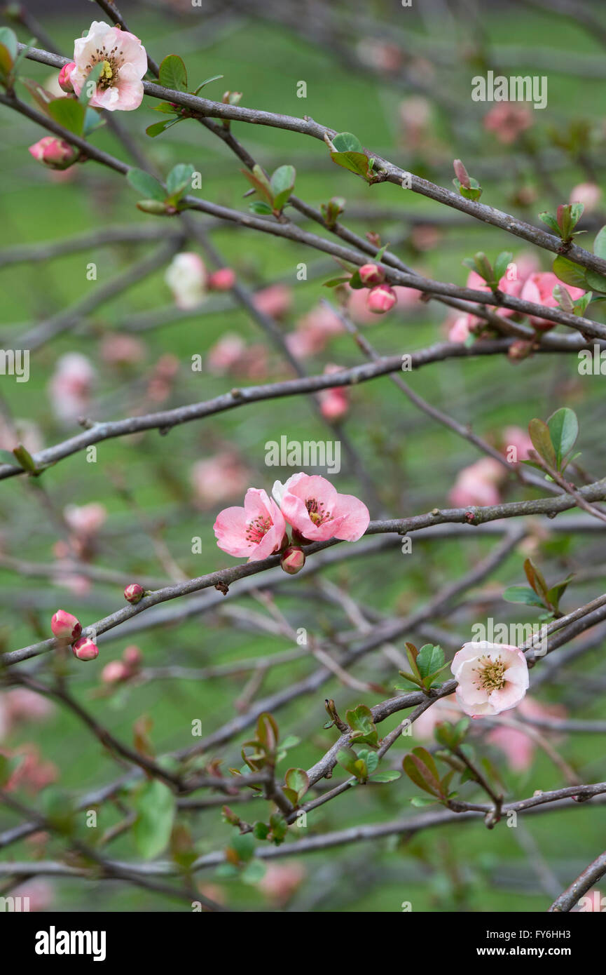 Chaenomeles x superba 'Ernst Finken' . Fleur de coing japonais Banque D'Images