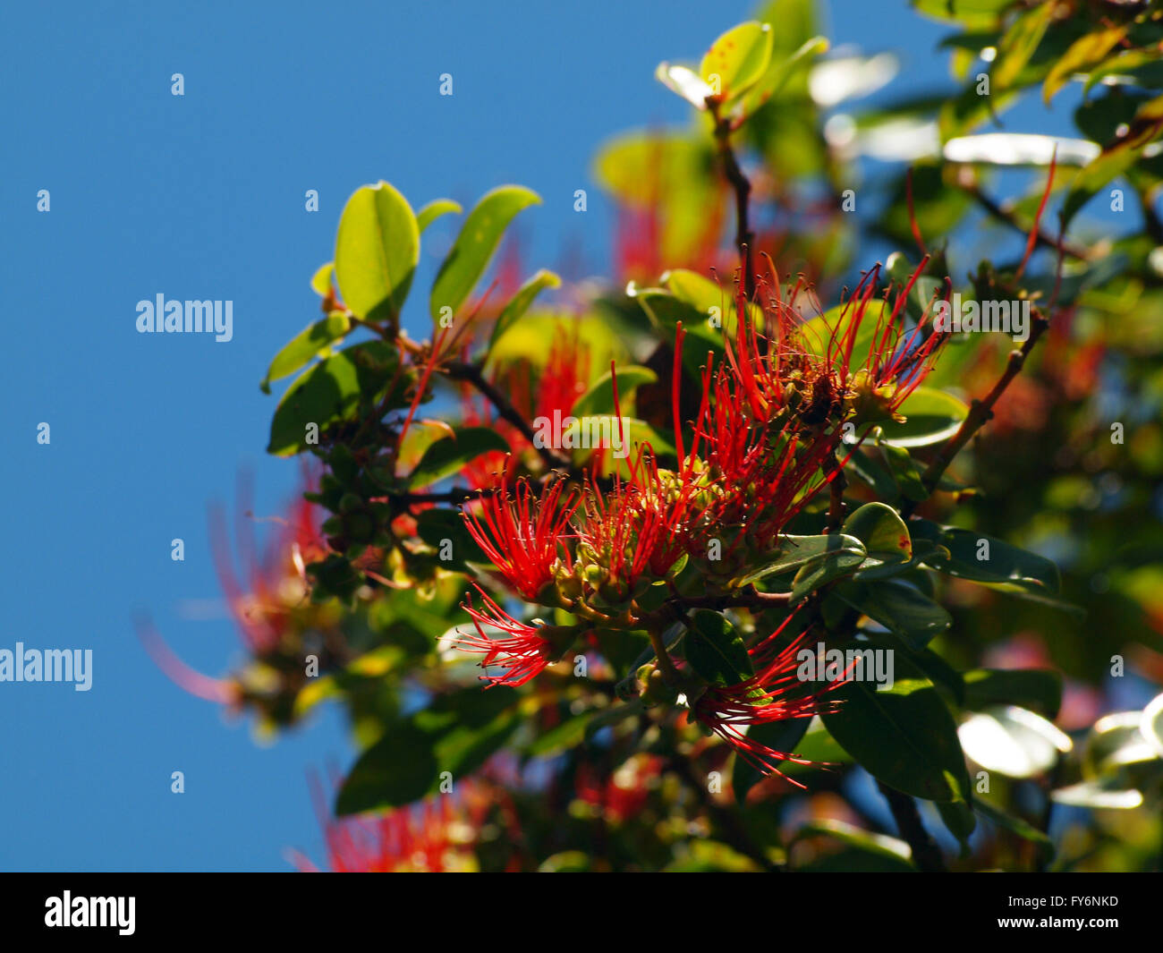 Close-up of Red Ohi'a fleurs en fleurs sur la branche d'arbre. Banque D'Images