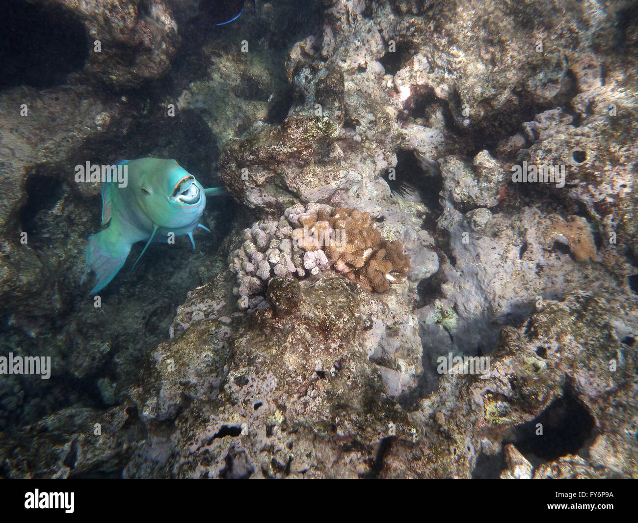 Poisson Perroquet Bleu ouvre bouche alors qu'il nage dans les rochers dans la baie d'Hanauma sur Oahu, Hawaii. Banque D'Images
