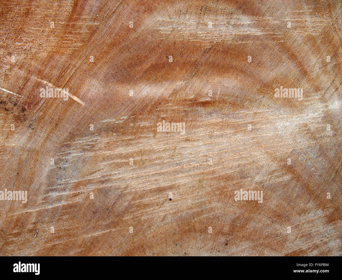 Chainsaw arbre tronc brun rougeâtre, close-up Banque D'Images