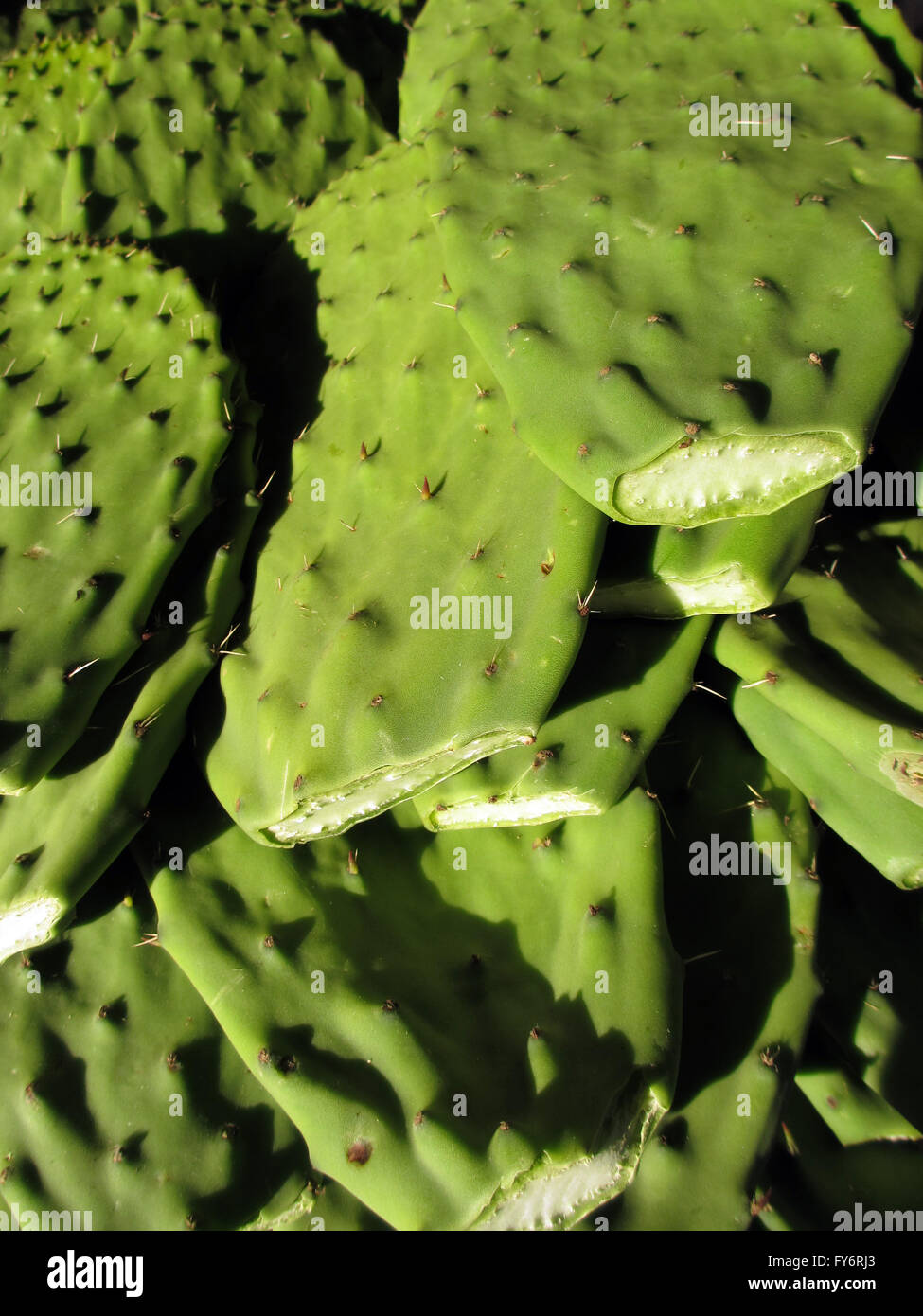 Feuilles de cactus Banque de photographies et d'images à haute résolution -  Alamy