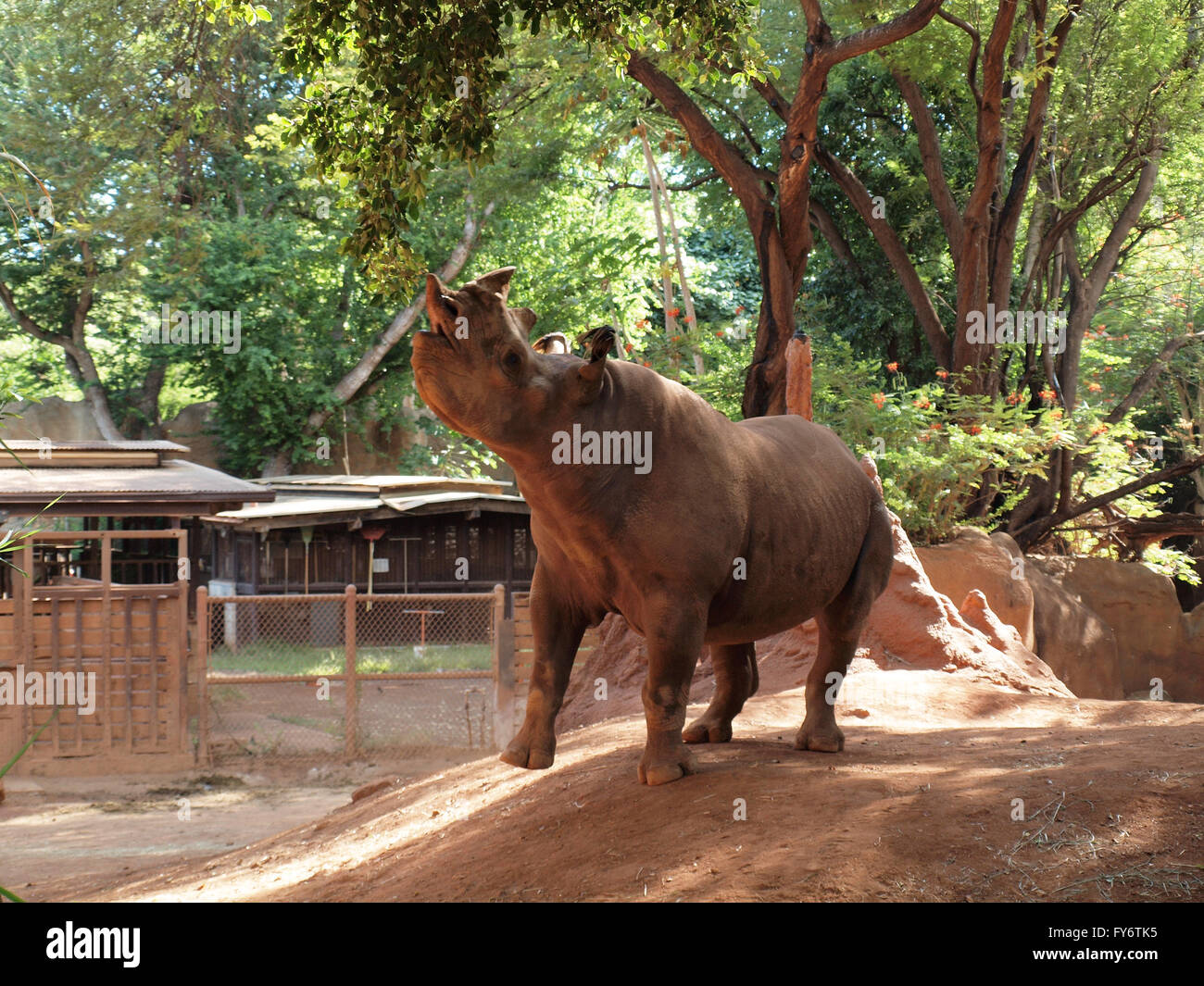 Rhino atteint la bouche vers la direction générale de la pendaison pour manger quelques leafs au Zoo de Honolulu Banque D'Images