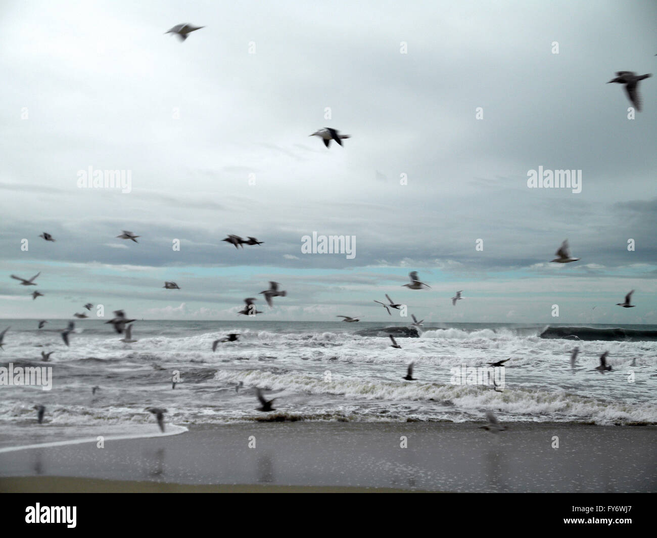 Troupeau de l'ouest les mouettes volent par le fracas des vagues de Half Moon Bay. Banque D'Images