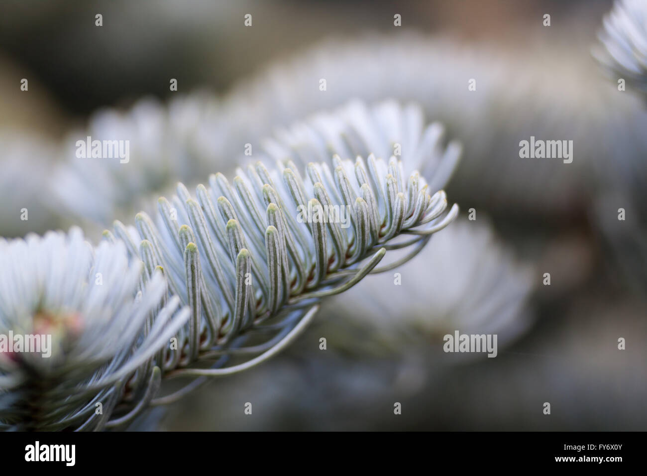 Sapin de Corée (Abies koreana) Banque D'Images