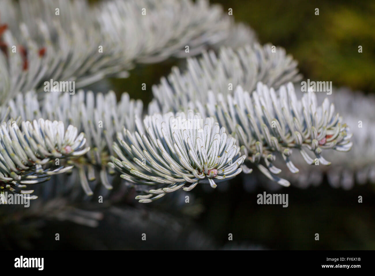 Sapin de Corée (Abies koreana) Banque D'Images