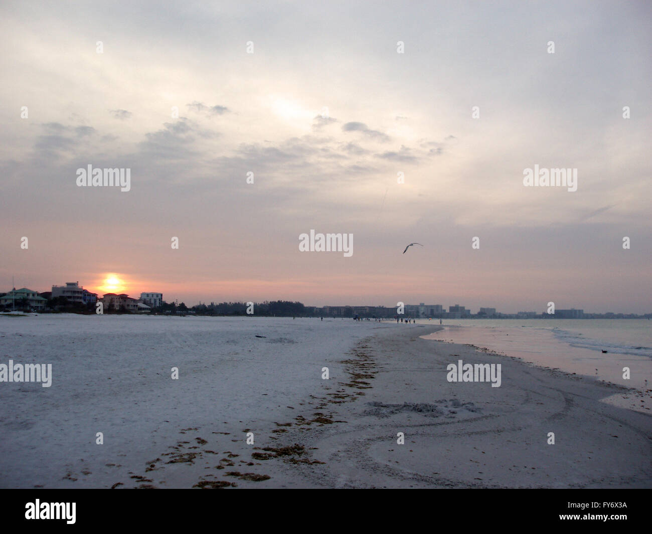 Whispering Sands Sunrise sur Siesta Keys avec bird flying par et les traces de pneus sur la plage. Banque D'Images