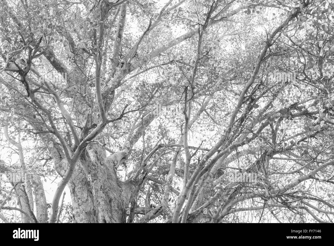 Vieille arbre de bodhi , ton noir et blanc Banque D'Images