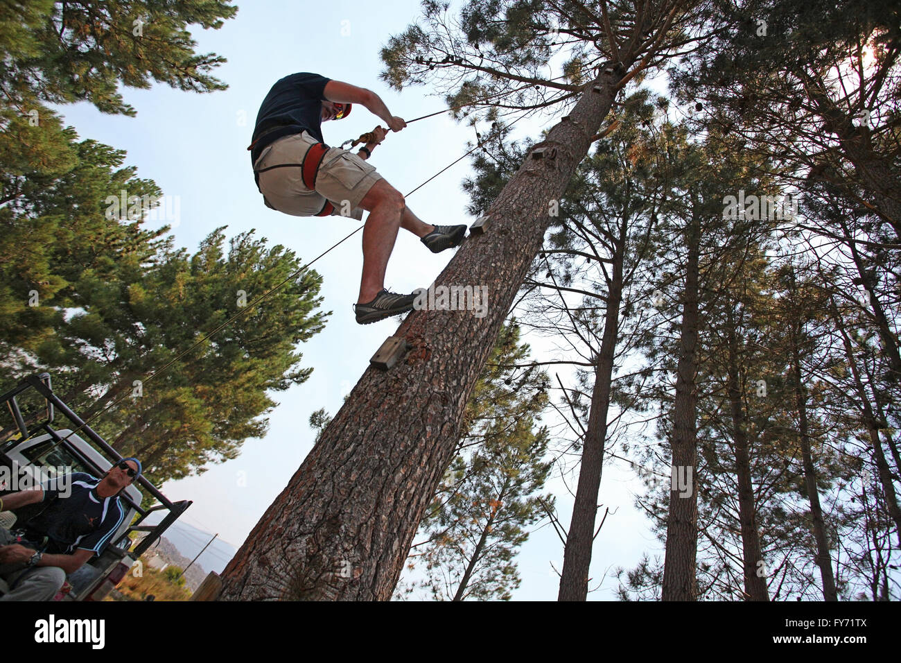 Jeune homme ascending pine tree Banque D'Images