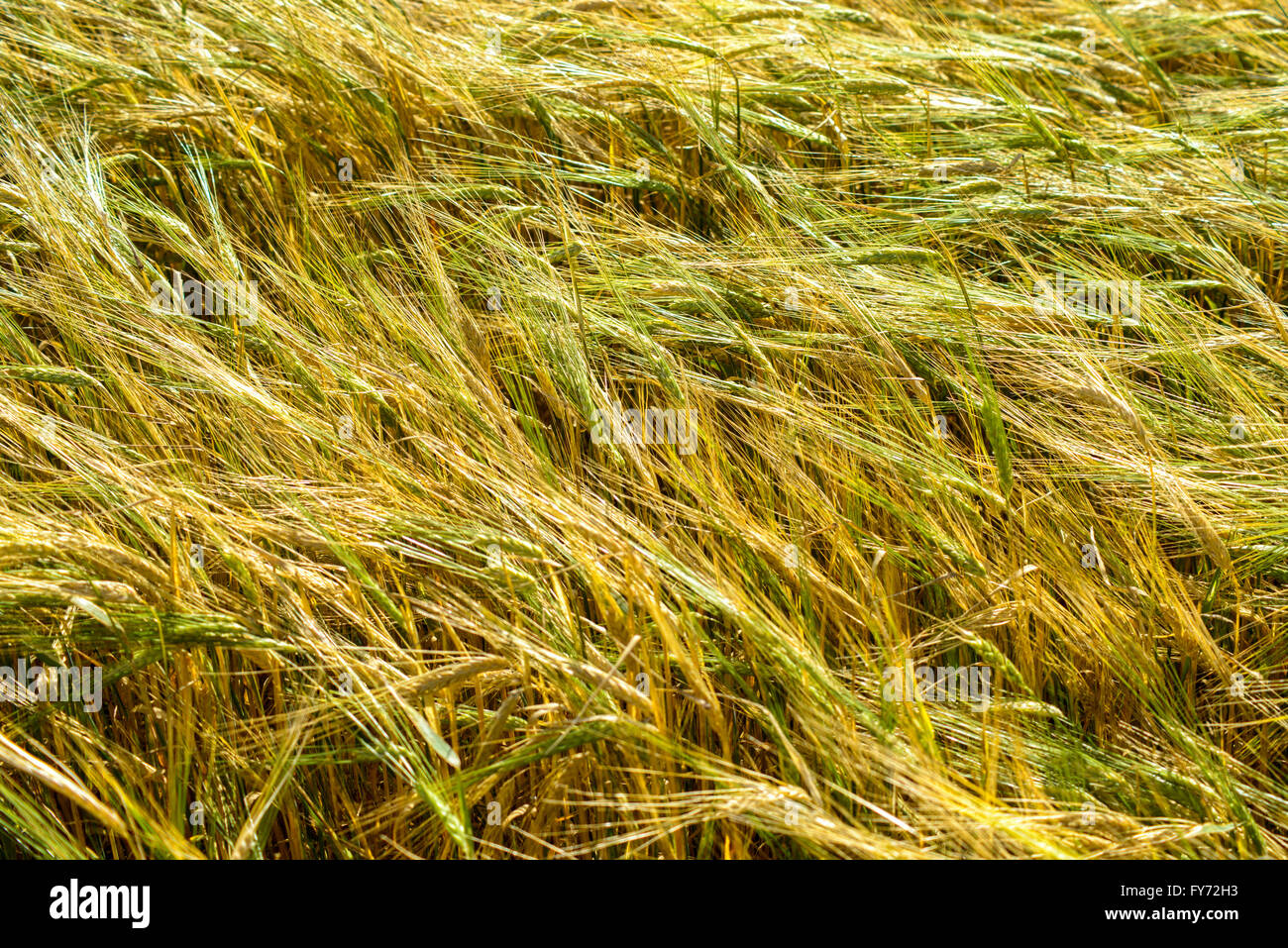 Belle herbe jaune Banque D'Images