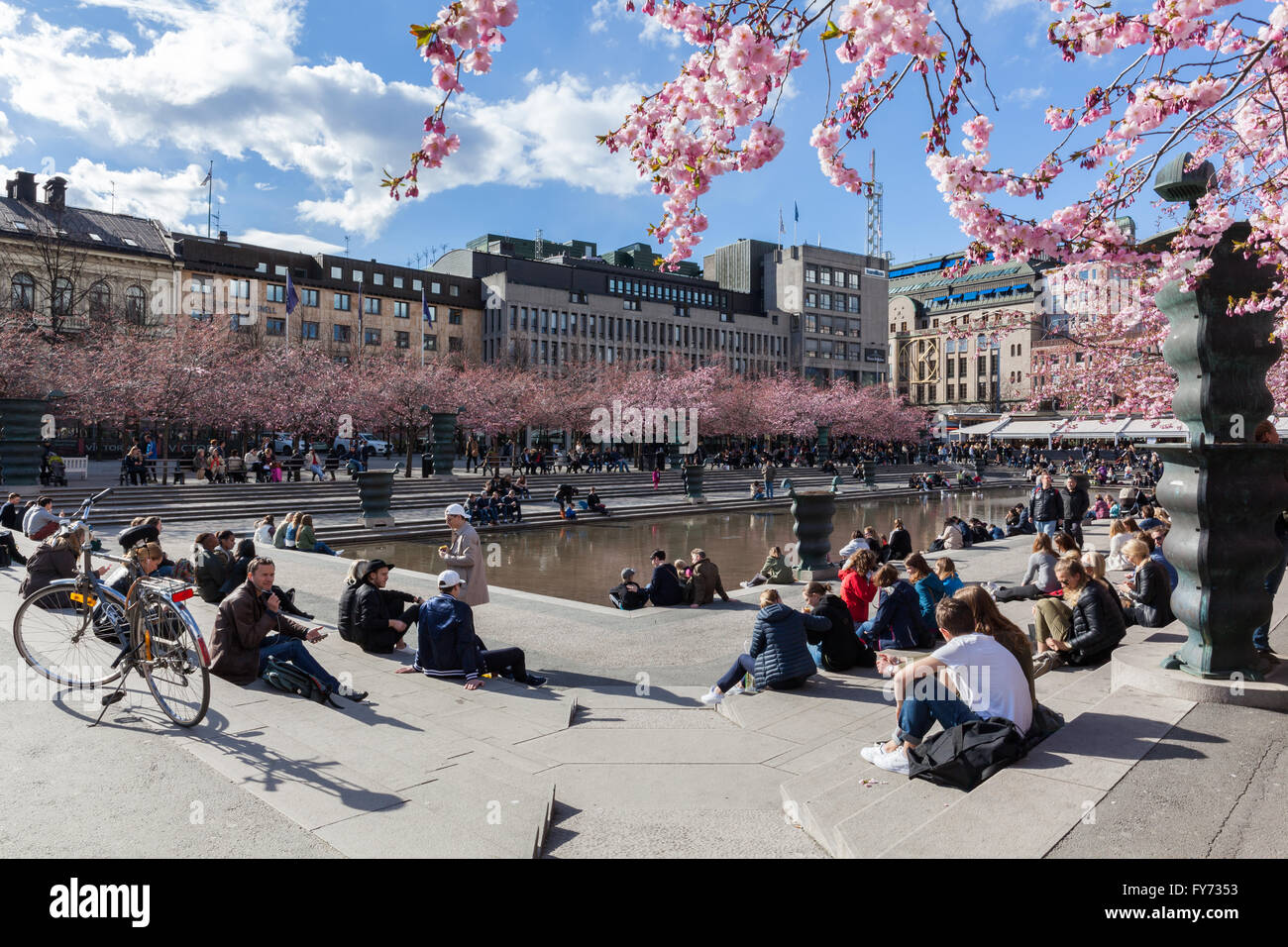 Les fleurs de cerisier au parc Kungstradgarden. Banque D'Images