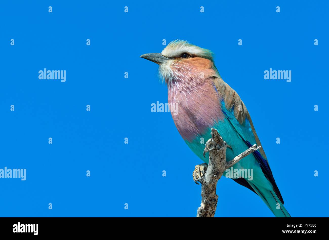 Lilac-breasted Roller (Coracias caudatus), perché sur une branche, Etosha National Park, Namibie Banque D'Images