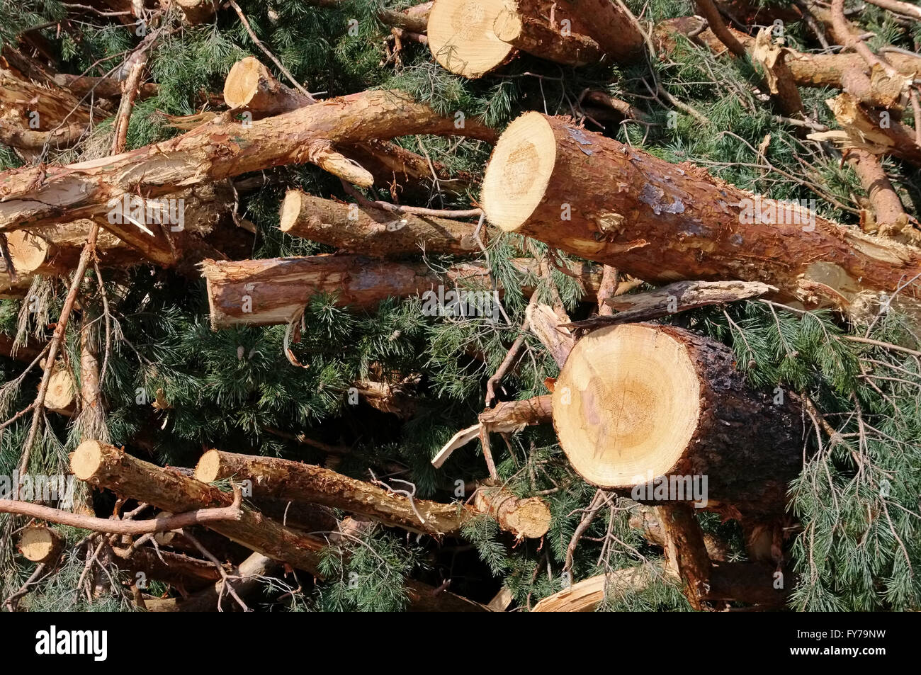 Holzstapel - pile de bois 37 Banque D'Images