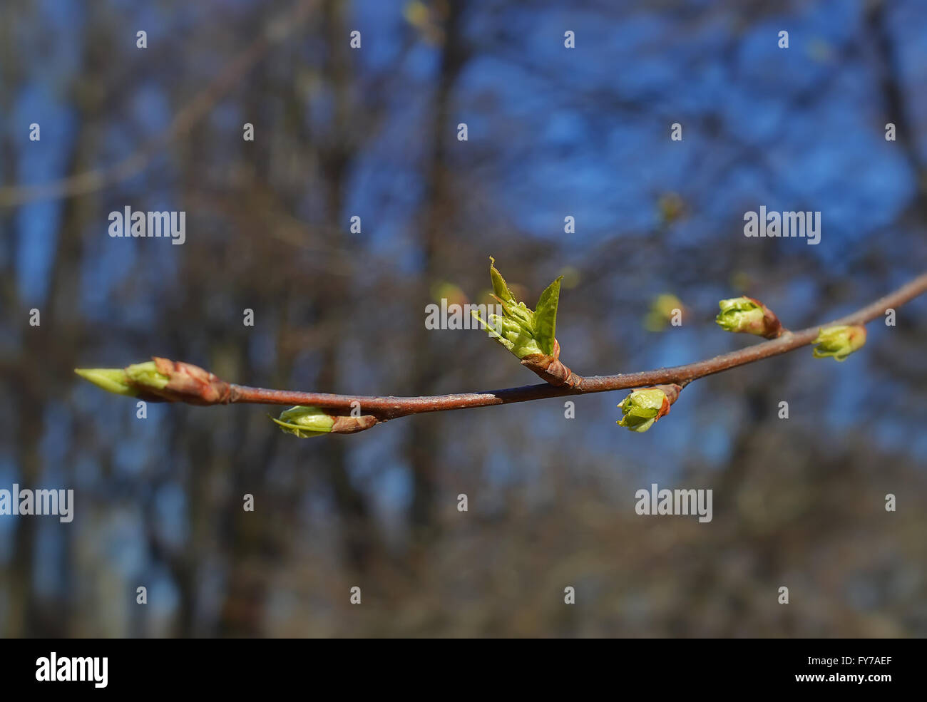 Réveil printanier de la nature sur une branche d'arbre. Banque D'Images