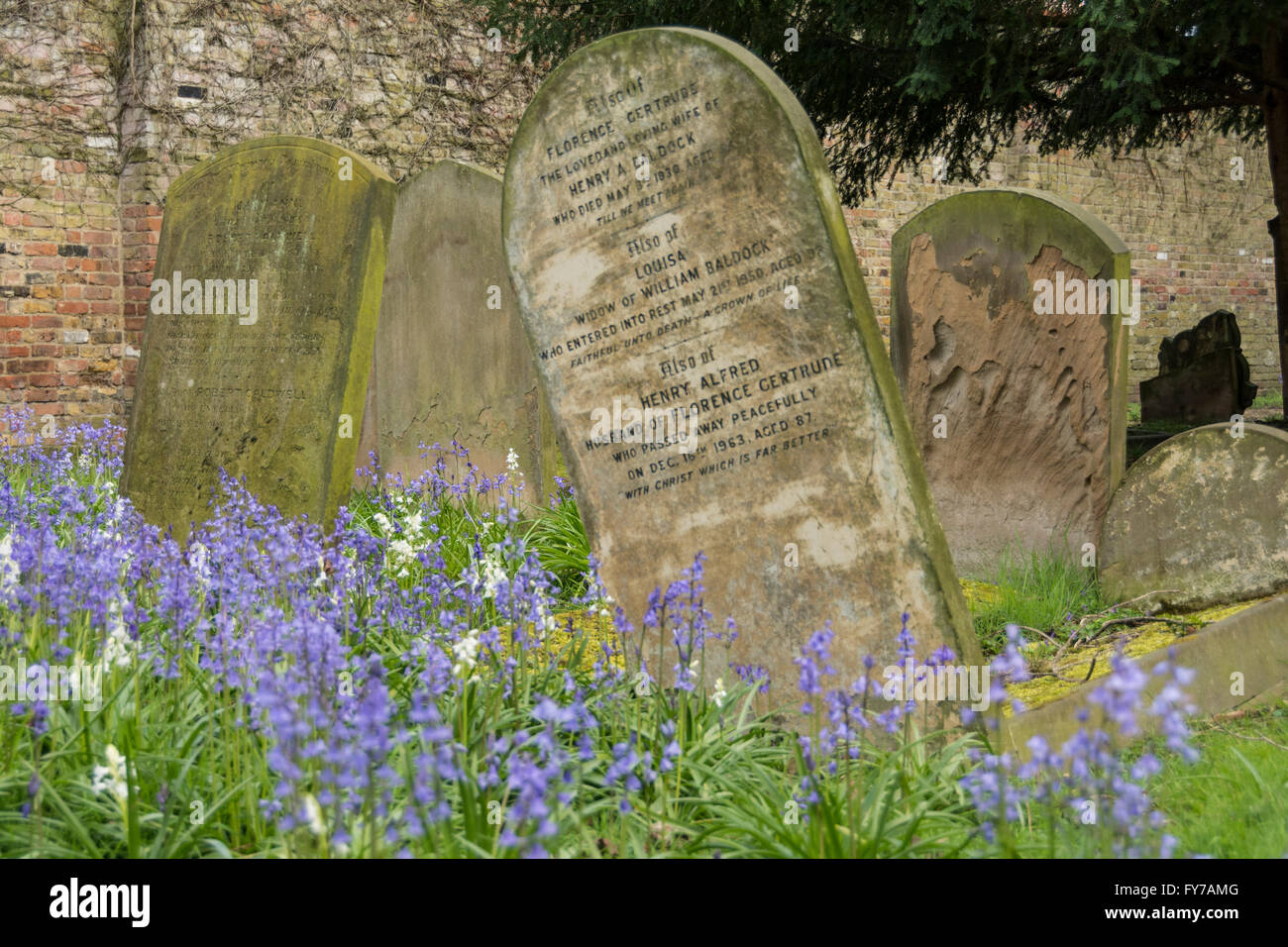 Étendues de Bluebells printemps parmi les pierres tombales du cimetière de South Ealing, London, W5, UK Banque D'Images