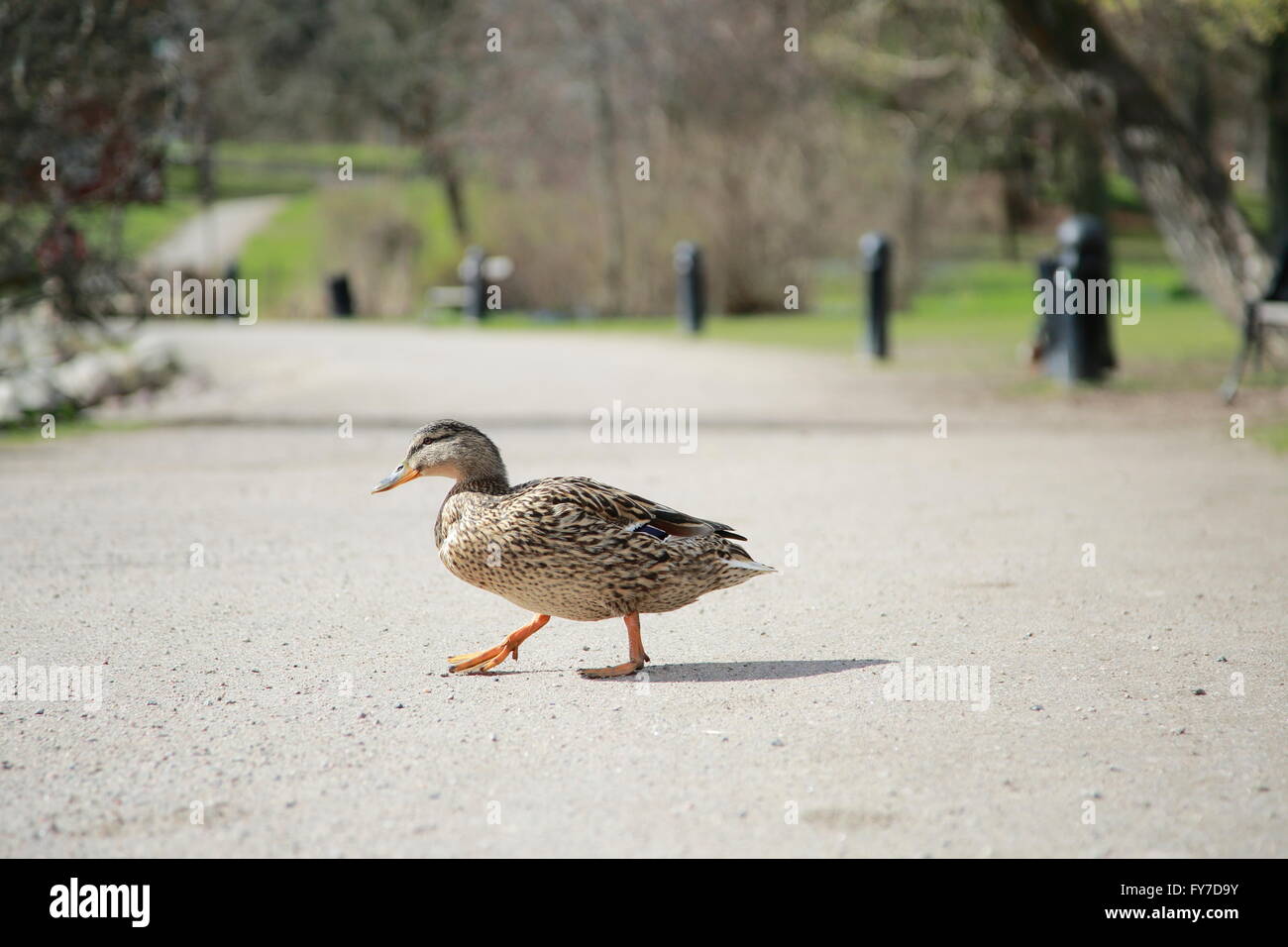 Canard femelle traversant une promenade de sable Banque D'Images