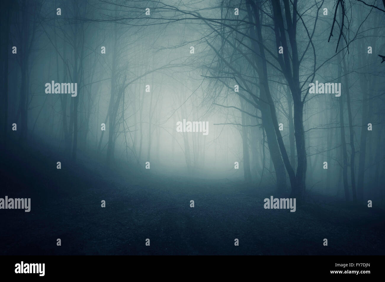 Forêt sombre dans le brouillard pendant la nuit Banque D'Images