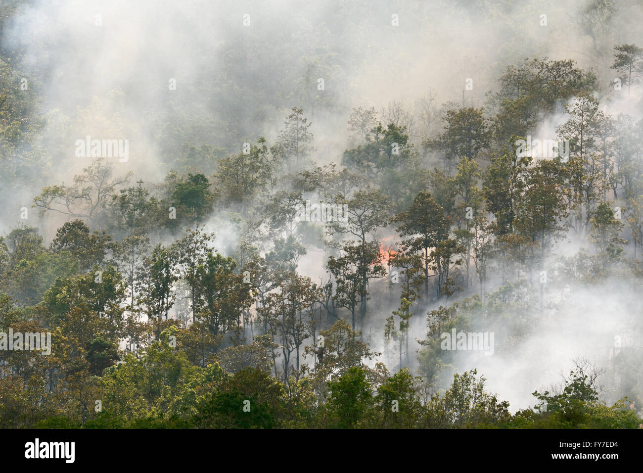 Feu de forêt dans les forêts tropicales de l'Asie du Sud-Est , Banque D'Images