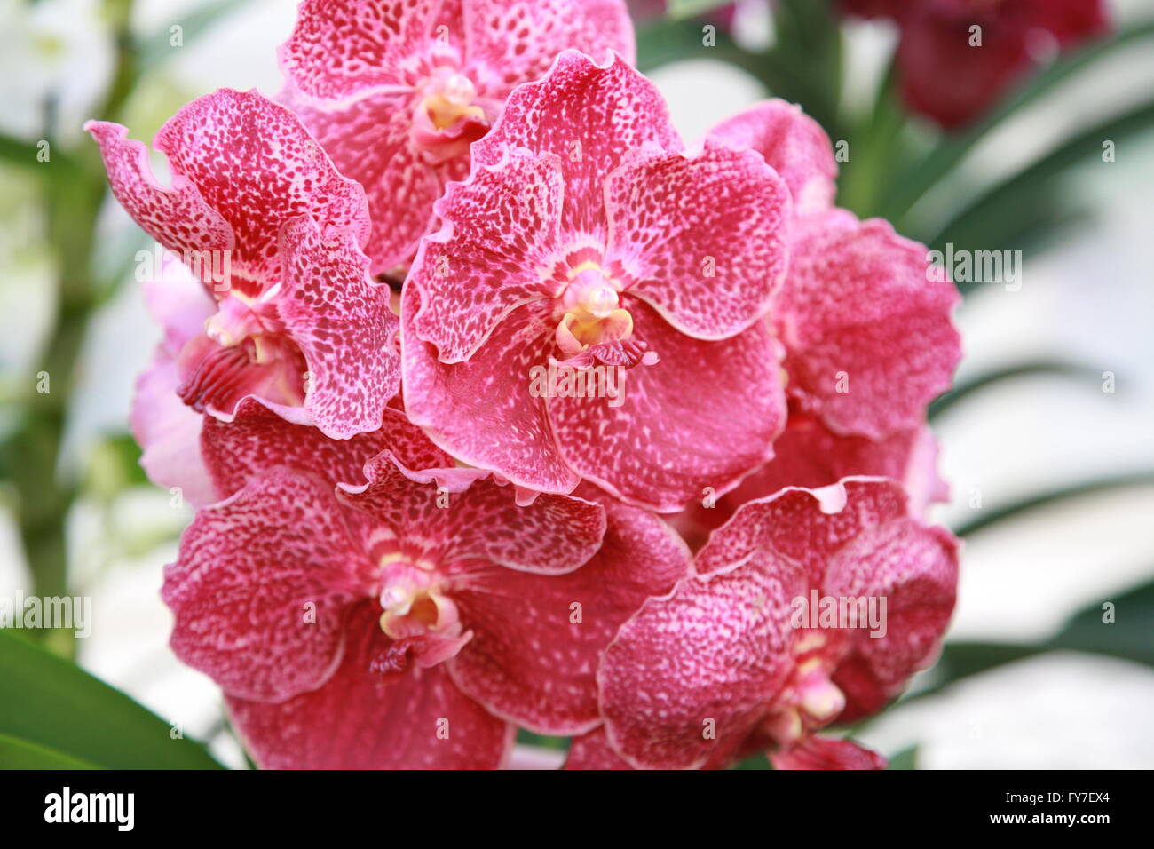 Close up of red Orchid planter des fleurs. Photographie par Doreen Kennedy Banque D'Images